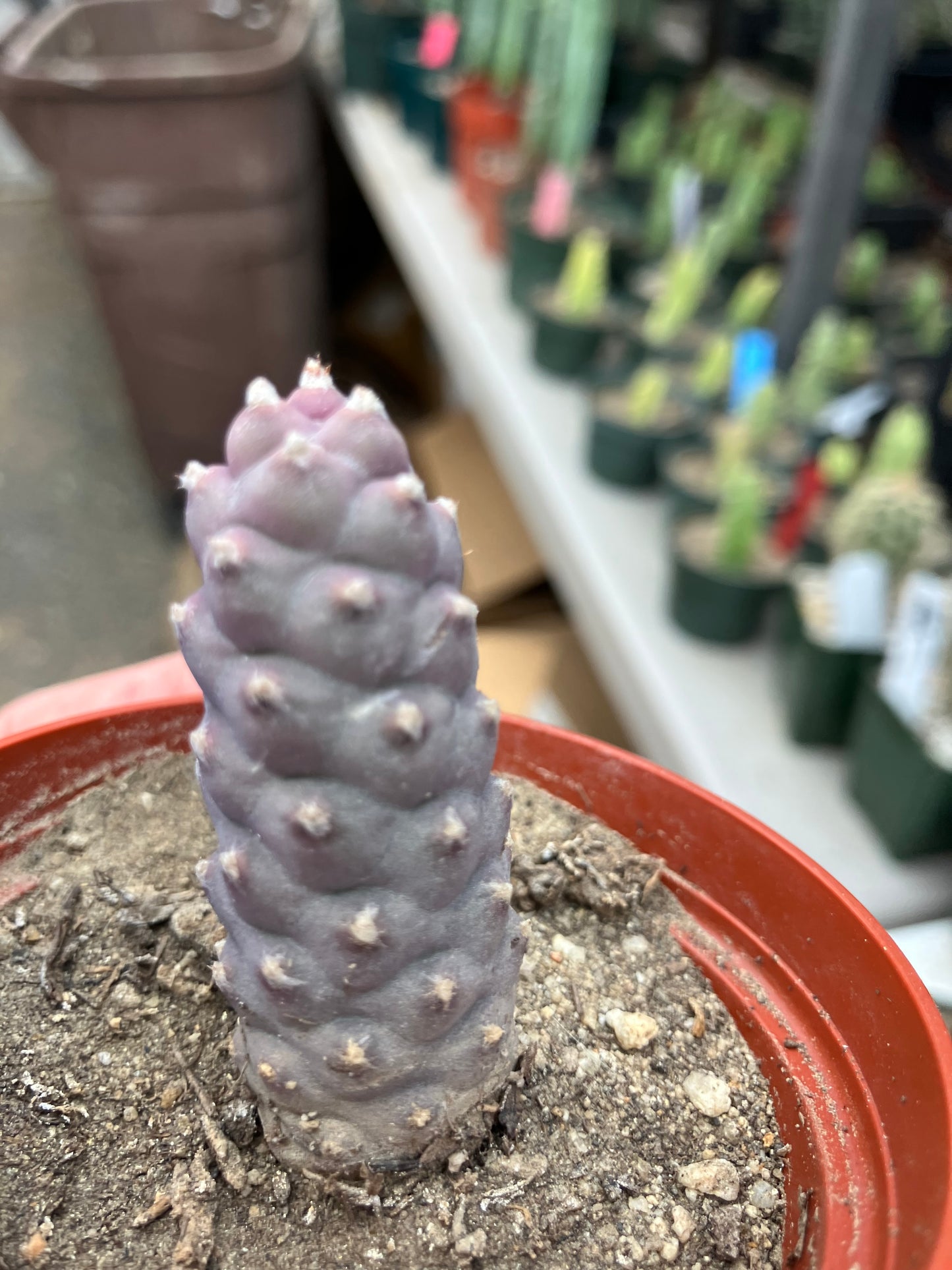 Pine Cone Cactus Tephrocactus~ articulatus var. diadematus Pinecone 2"Tall #10B