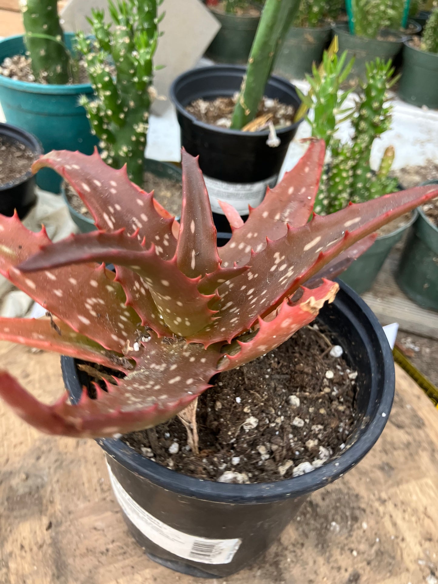 Aloe Hybrid Night Sky Reddens with Extreme temps 6"Wide This Exact Plant #22Y