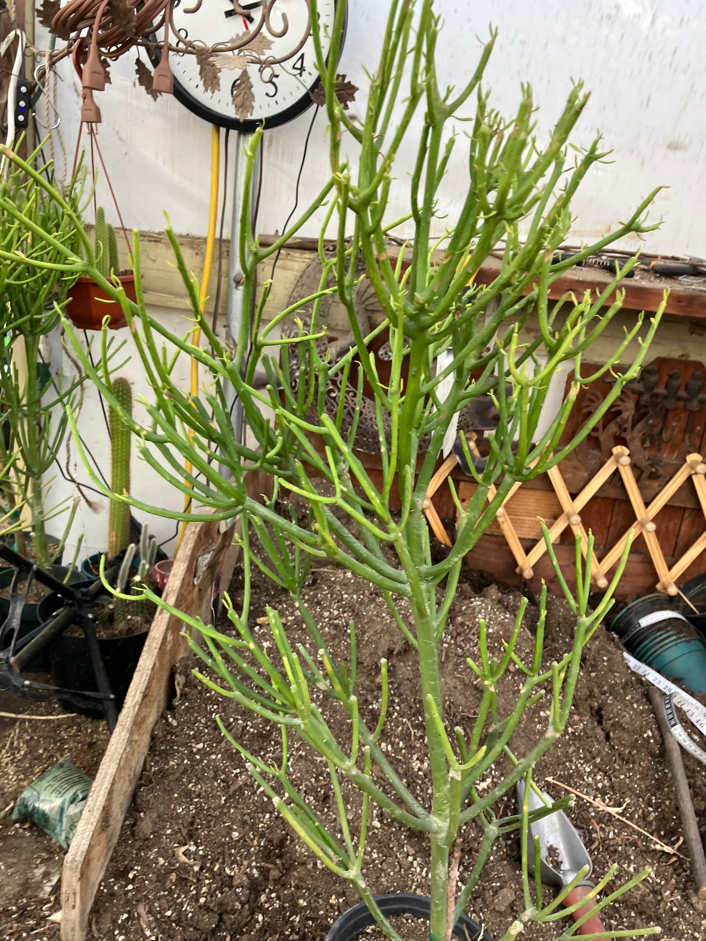 Euphorbia tirucalli Fire Stick 30"Tall 15"Wide #53B