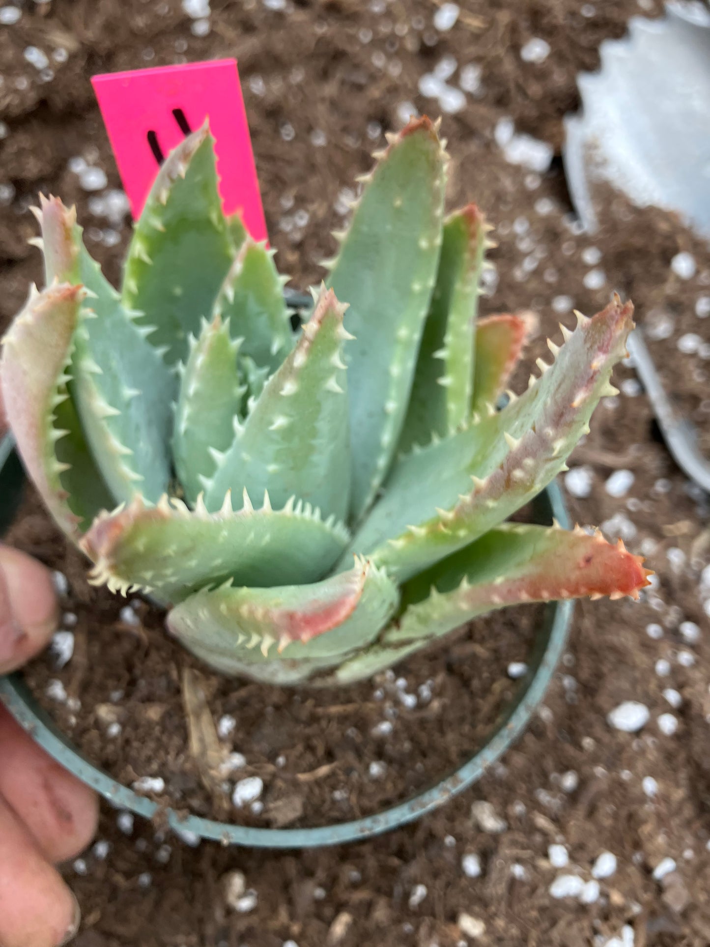 Aloe Brevifolia Short Leaf Aloe Succulent 3.5"W 3.5"Tall #11P