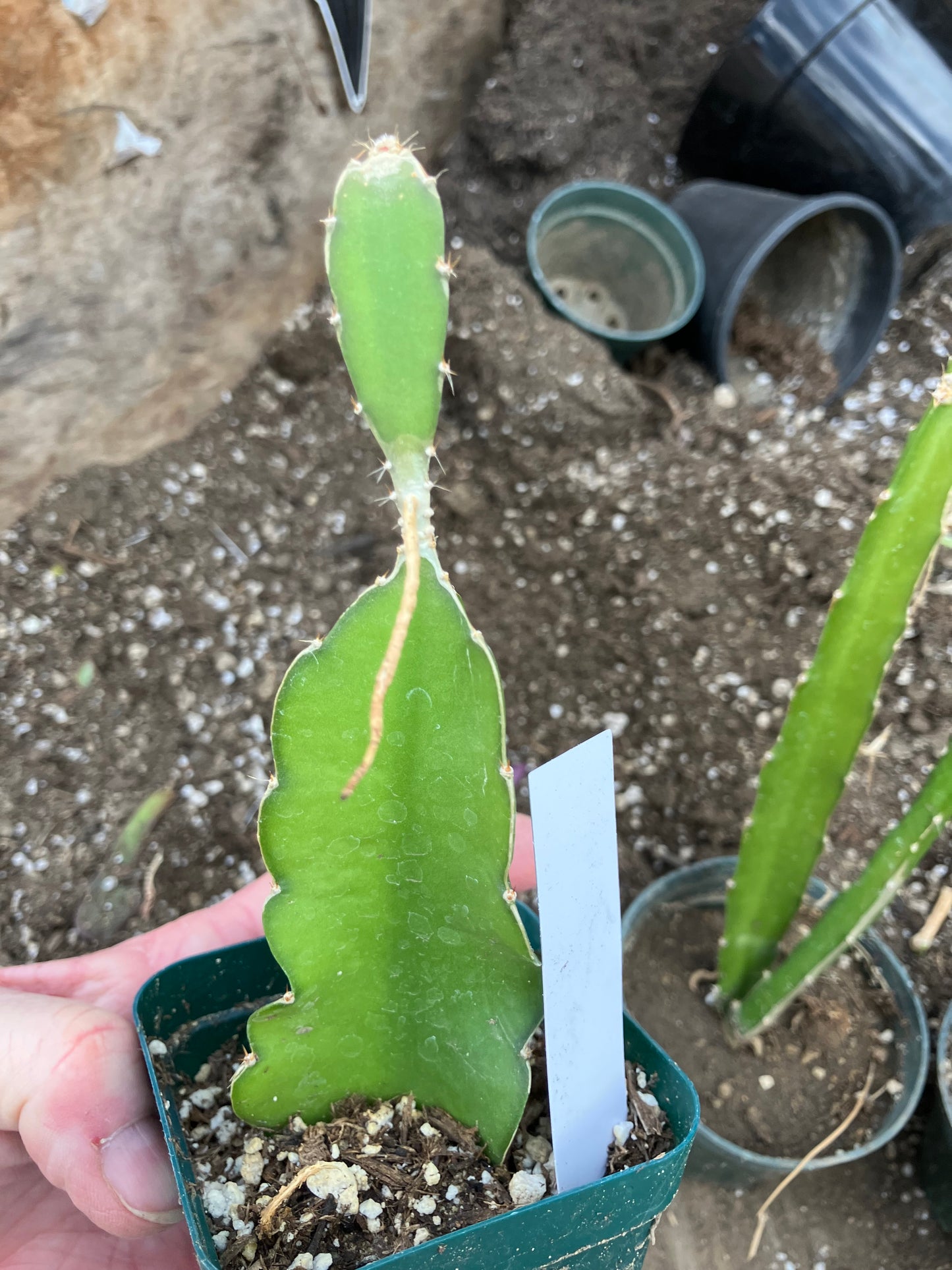 Dragon Fruit Plant Rooted Pitaya or Pitahaya 7" Tall #7W