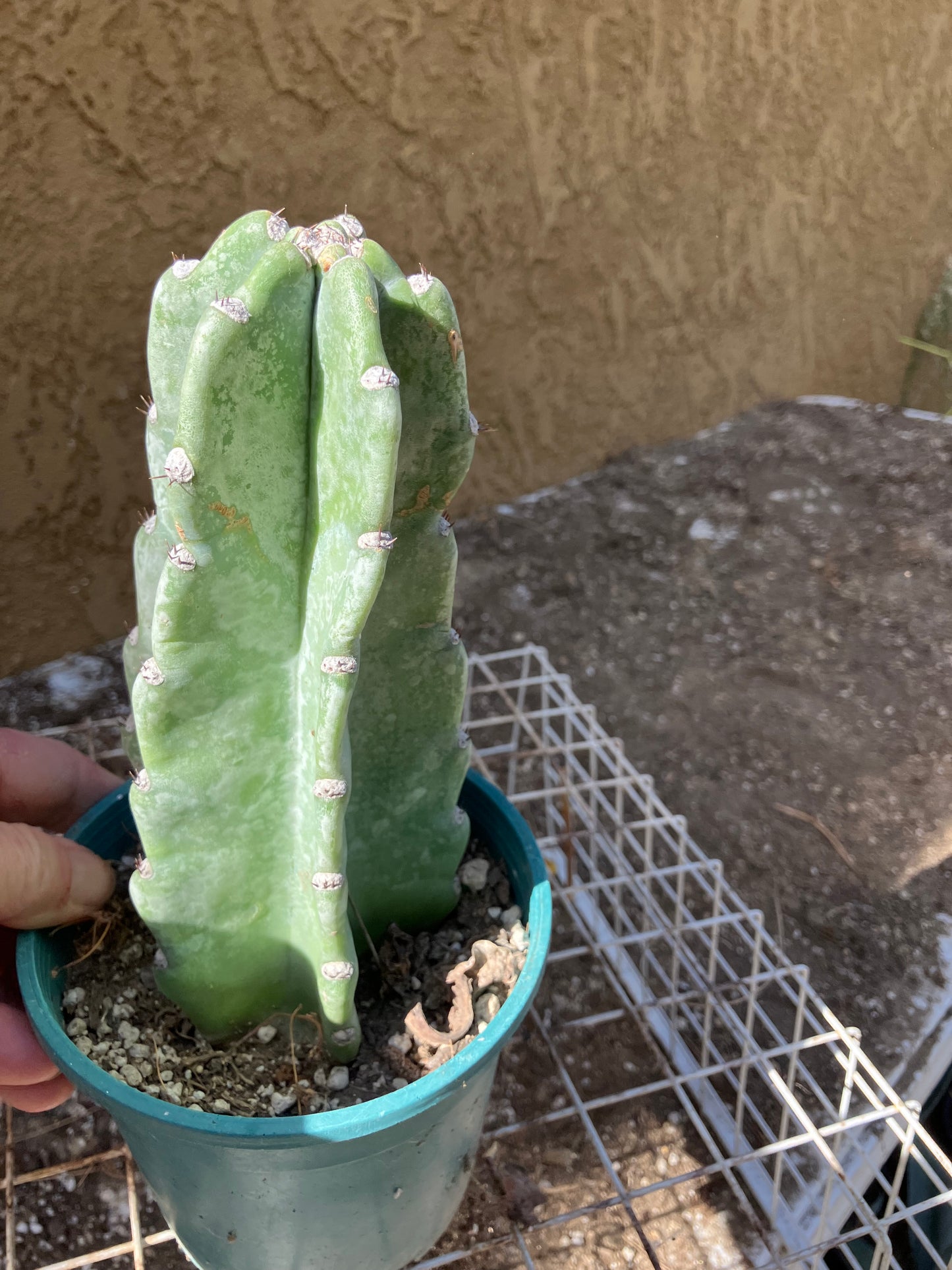 Cereus Peruvianus Night Blooming 7”Tall #07P