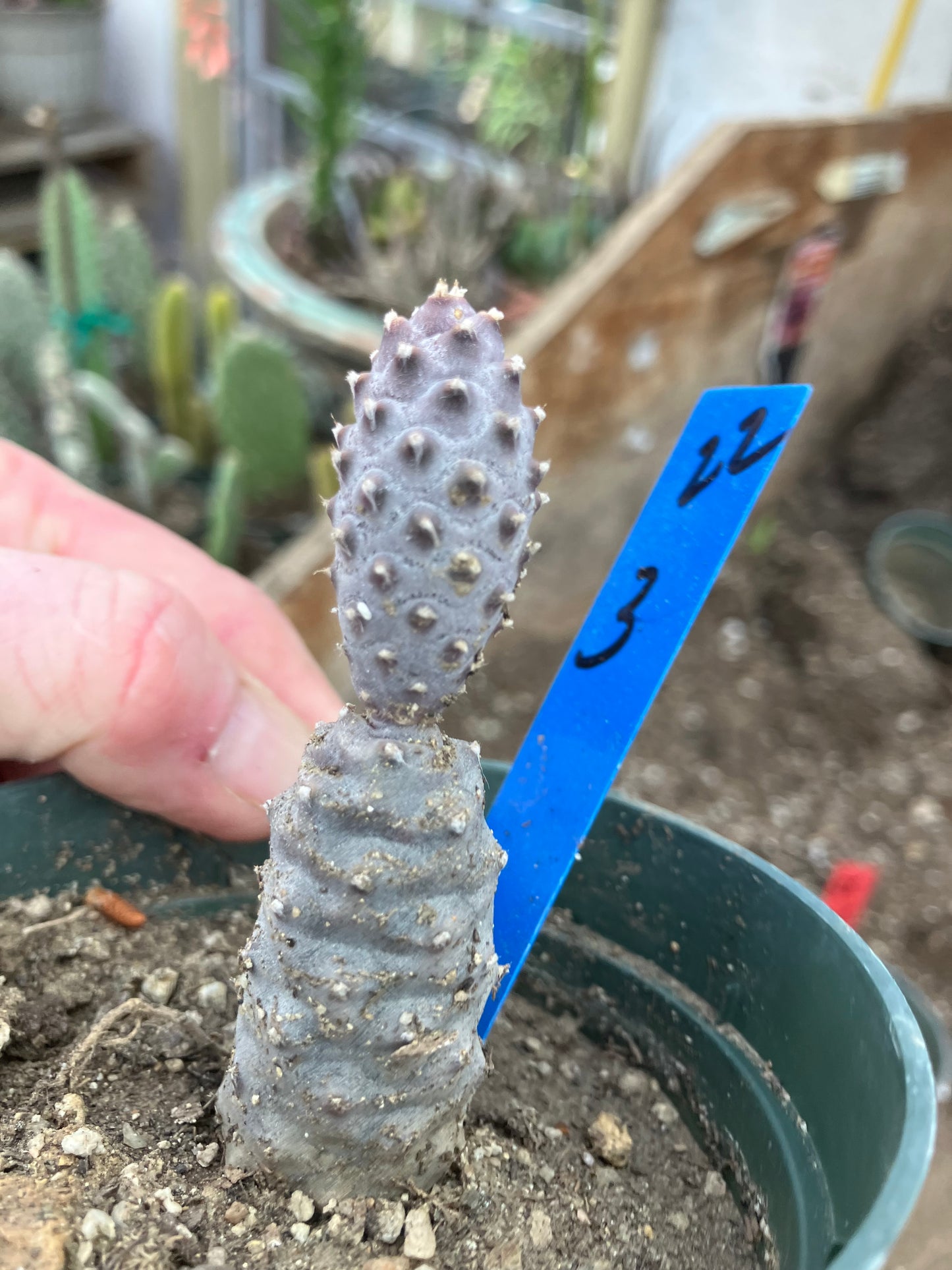 Pine Cone Cactus Tephrocactus~ articulatus var. diadematus Pinecone 3"Tall #22B