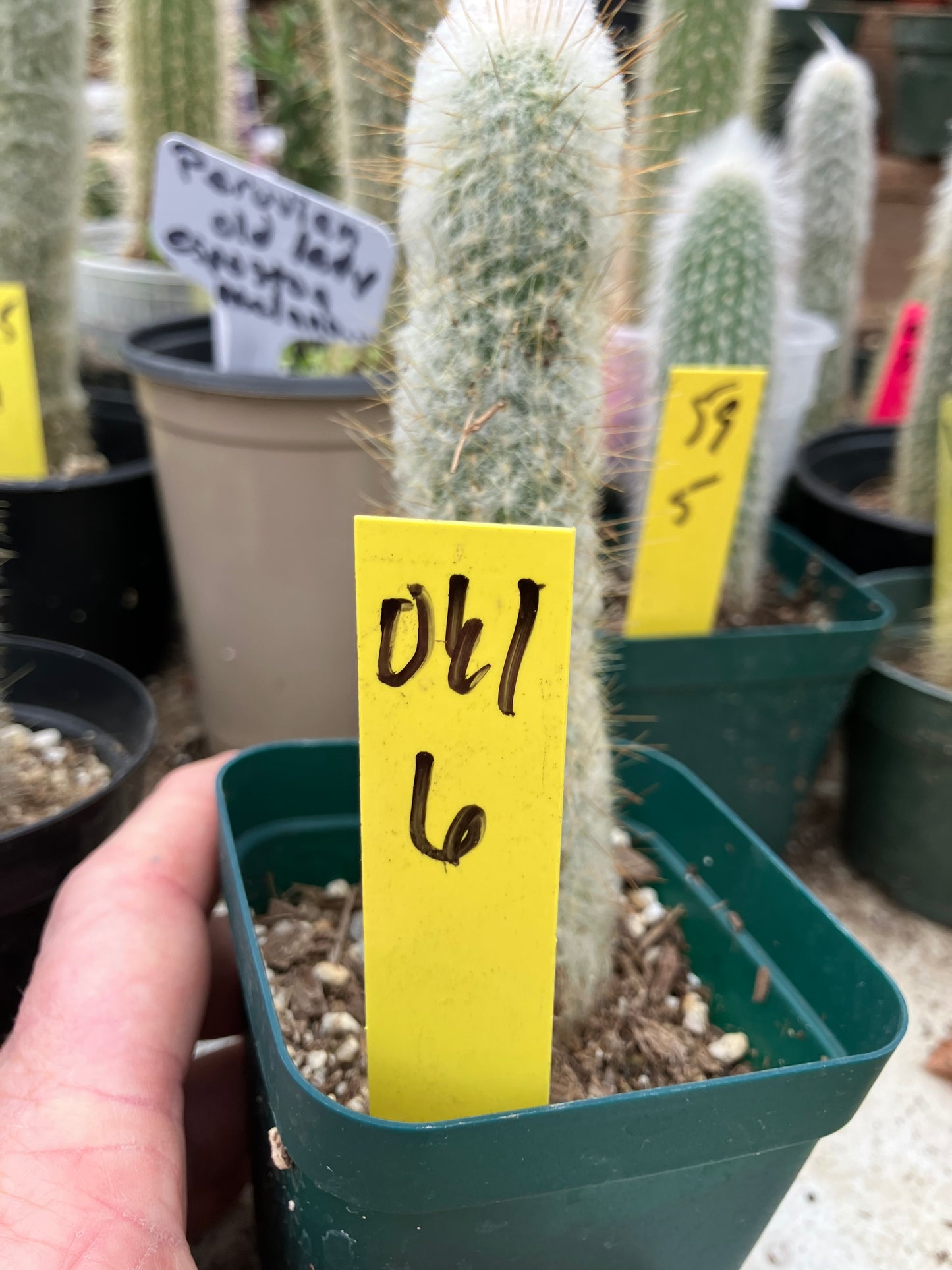 Oreocereus doelzianus Old Woman, Old Man Cactus 6"Tall #061Y