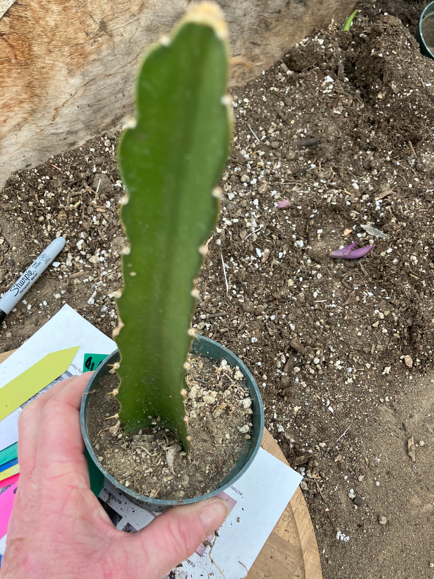 Dragon Fruit Plant Rooted Pitaya or Pitahaya 16" Tall #969G