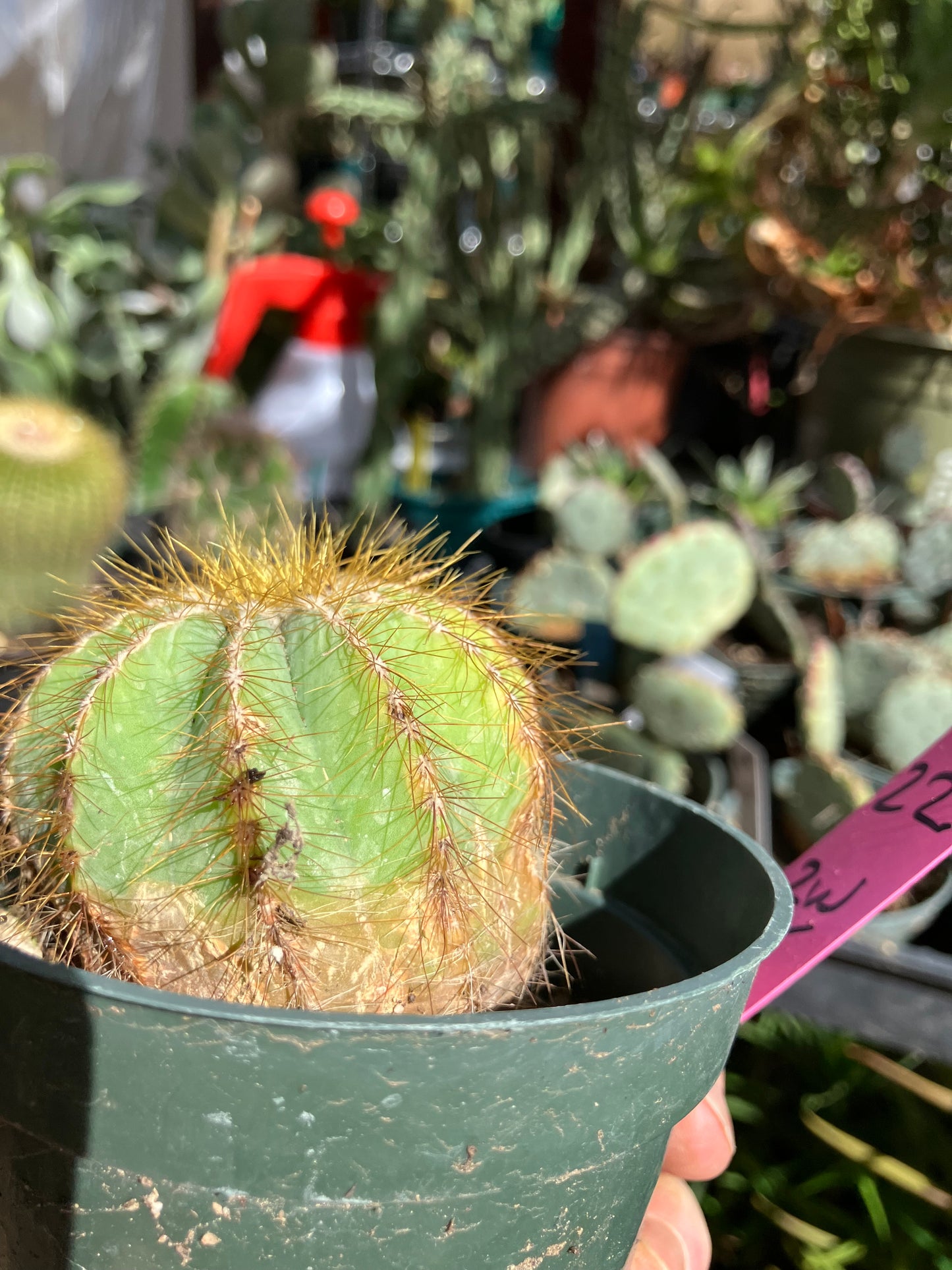 Notocactus Magnificus  Balloon Cactus Fast Grower 2” Tall, 2" Wide #22p