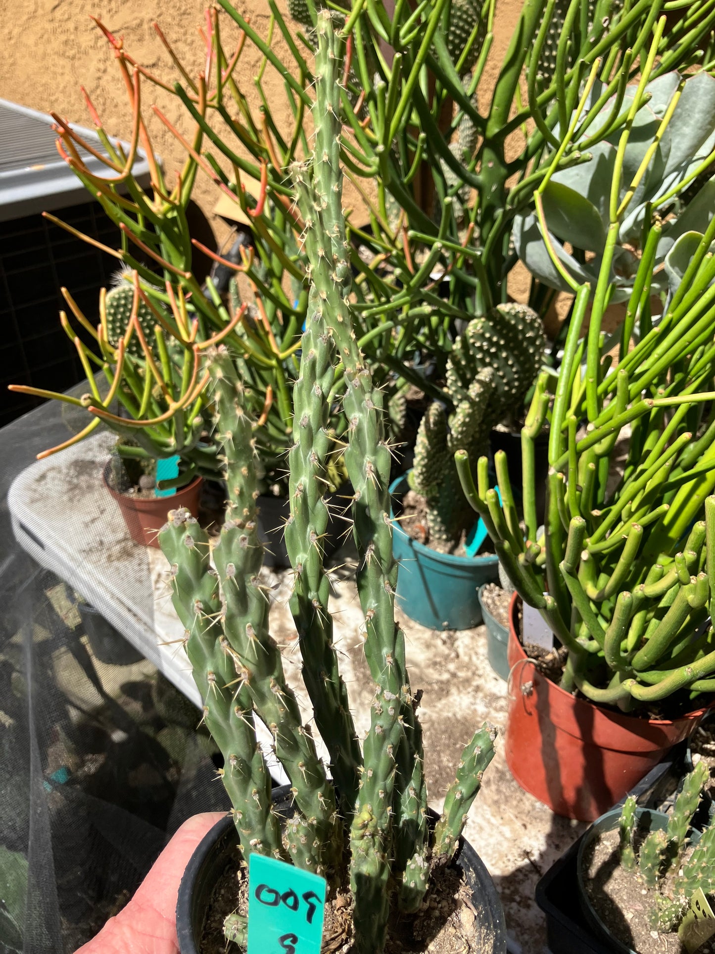 Cholla Cylindropuntia Buckhorn Cactus 9”Tall #009G