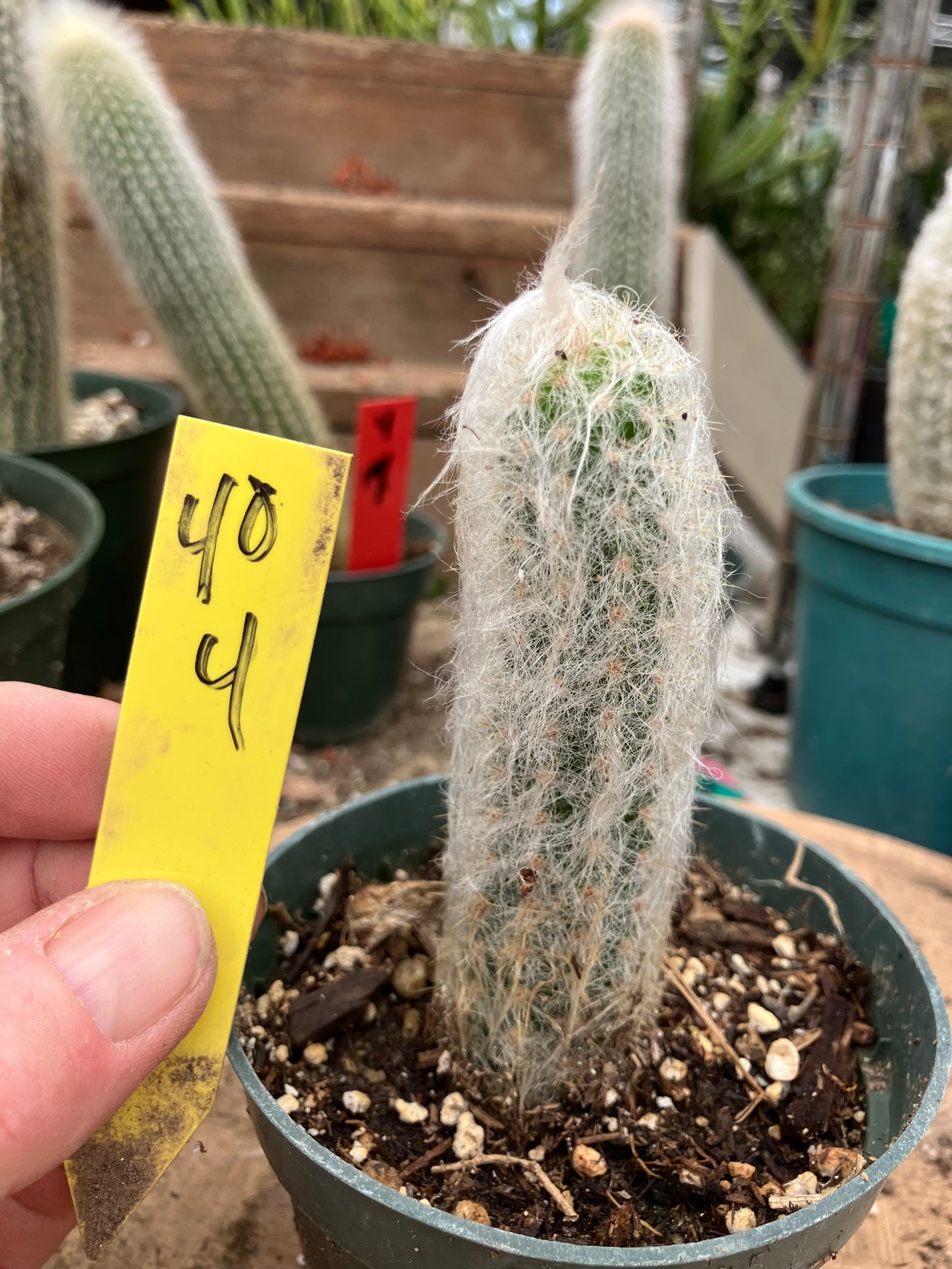 Oreocereus doelzianus Old Woman, Old Man Cactus 4"Tall #40Y