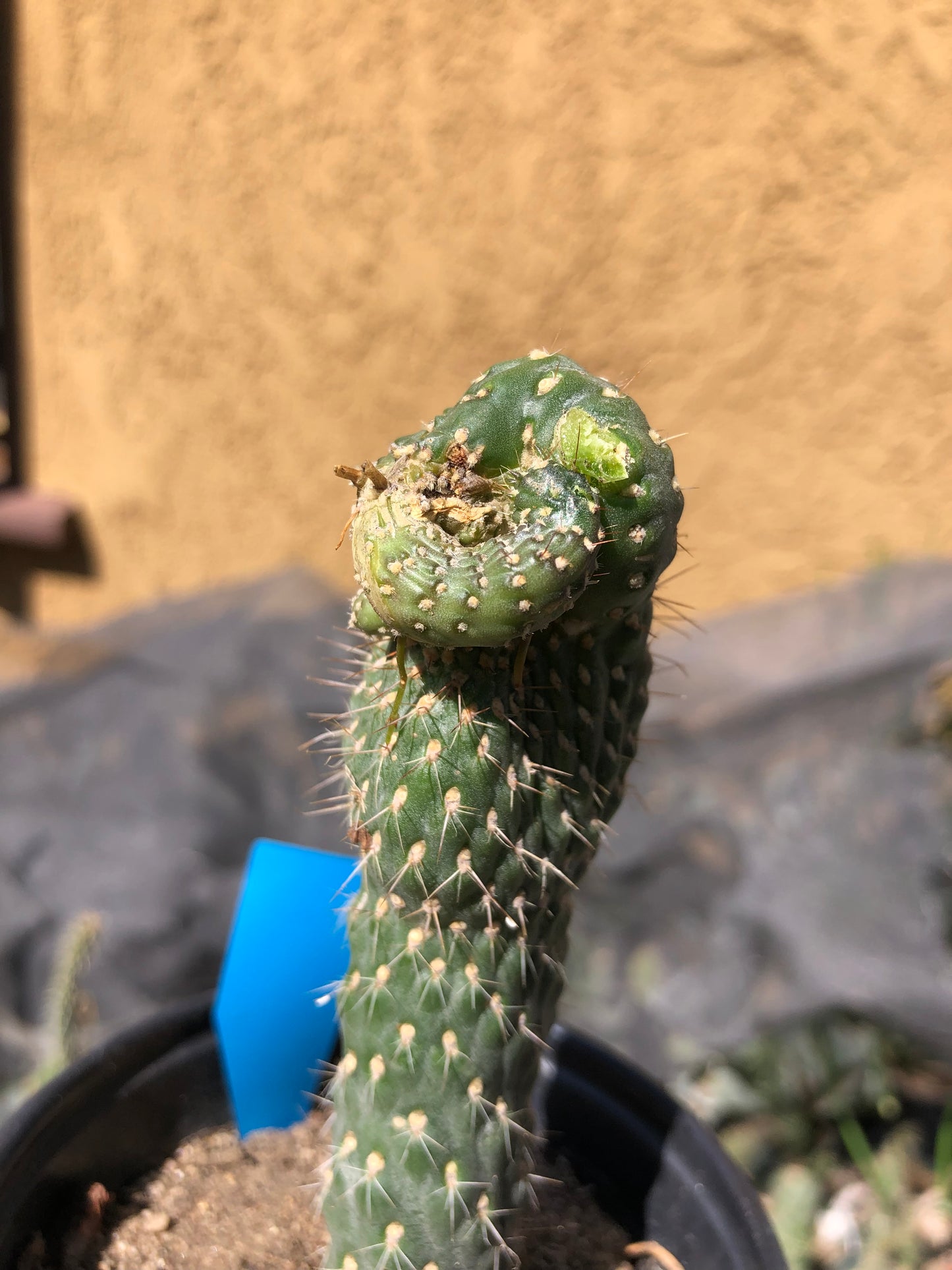 Cylindropuntia fulgida Cholla Boxing Glove Cactus Crest 4.5"Tall #46G