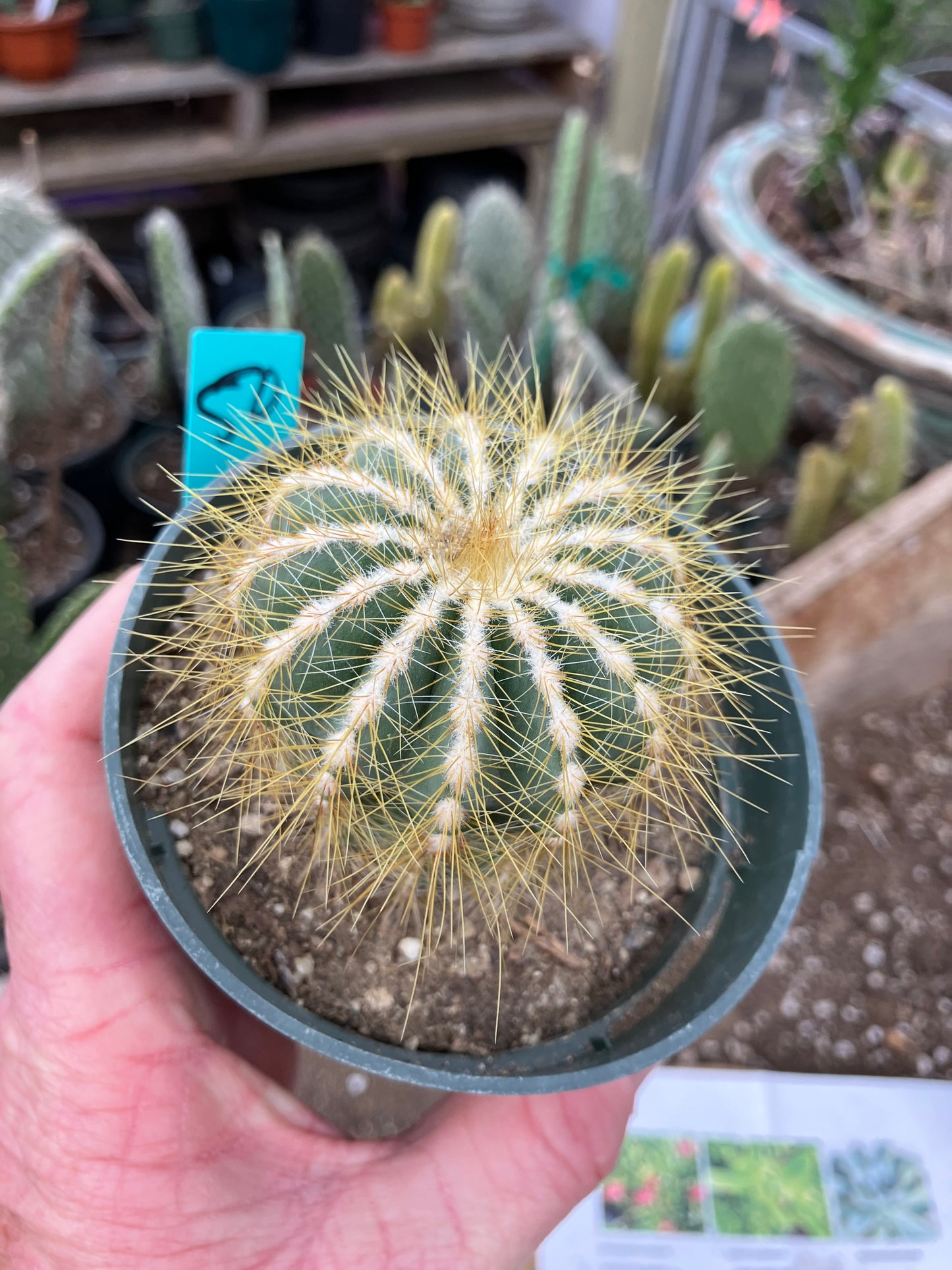 Notocactus Magnificus Balloon Cactus Fast Grower 2.5”Tall 2"Wide #50G