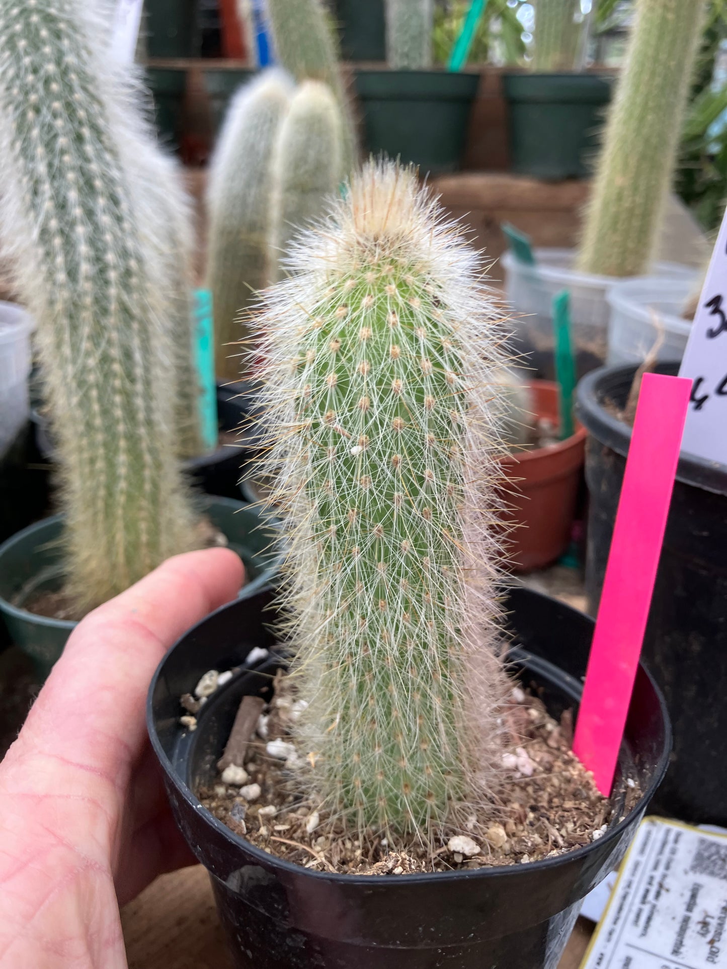 Cleistocactus tupizensis Silver Pole/Torch Cactus 3.5”Tall #53P