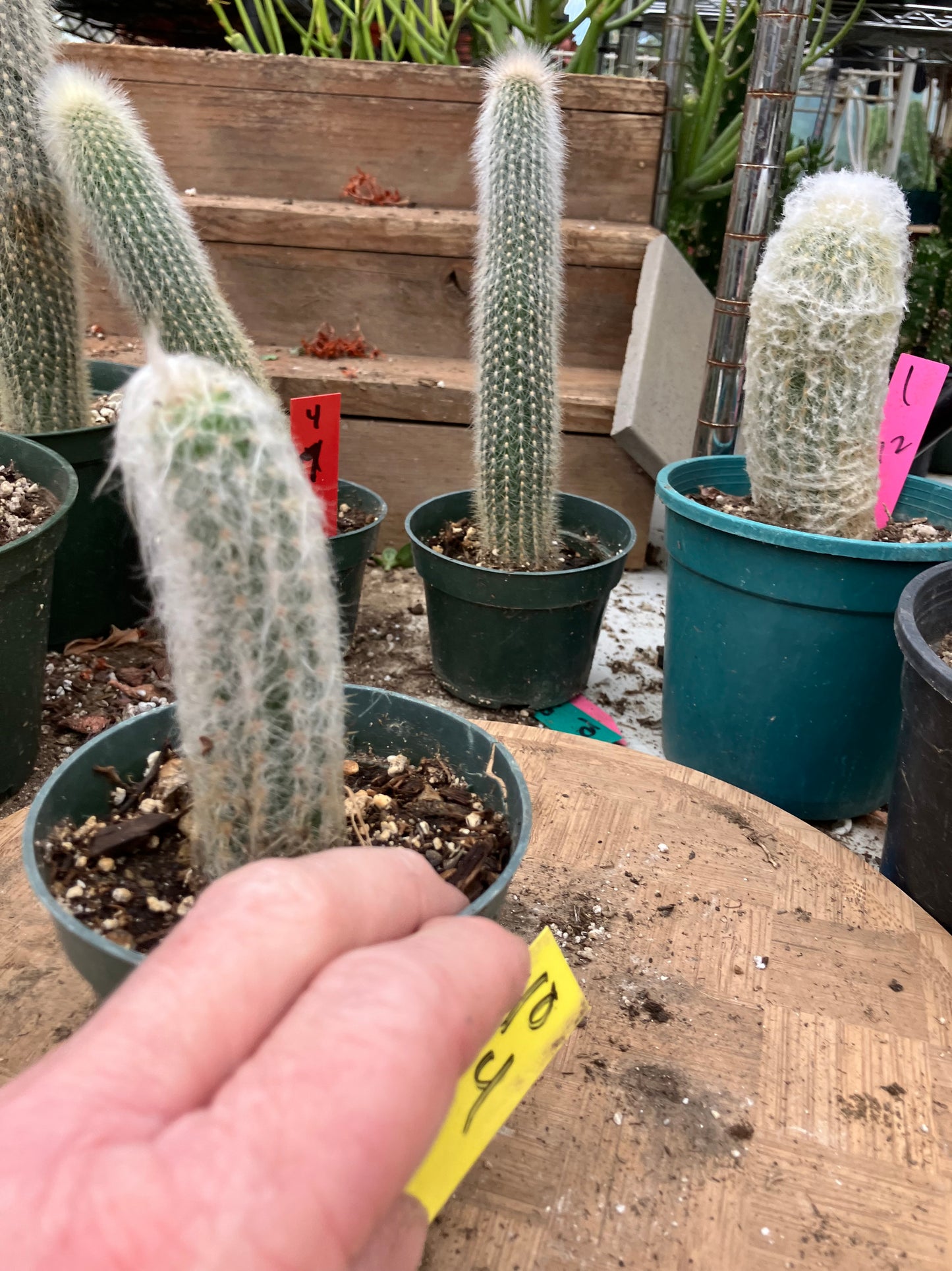 Oreocereus doelzianus Old Woman, Old Man Cactus 4"Tall #40Y