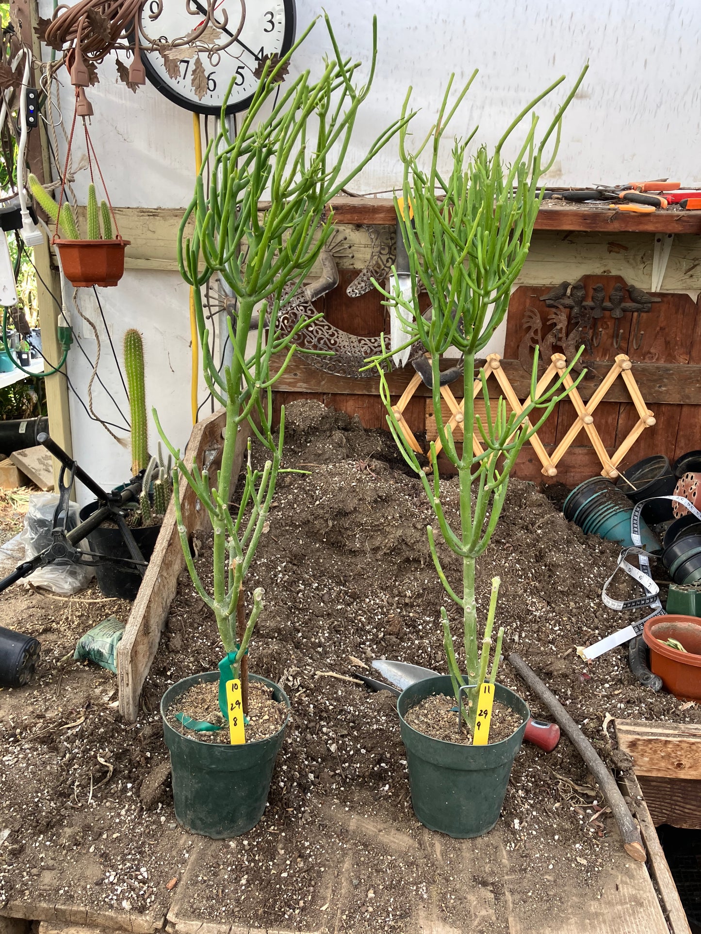 Euphorbia tirucalli Two (2)Twin Pencil Cactus 29"Tall 9"Wide #10Y,11Y
