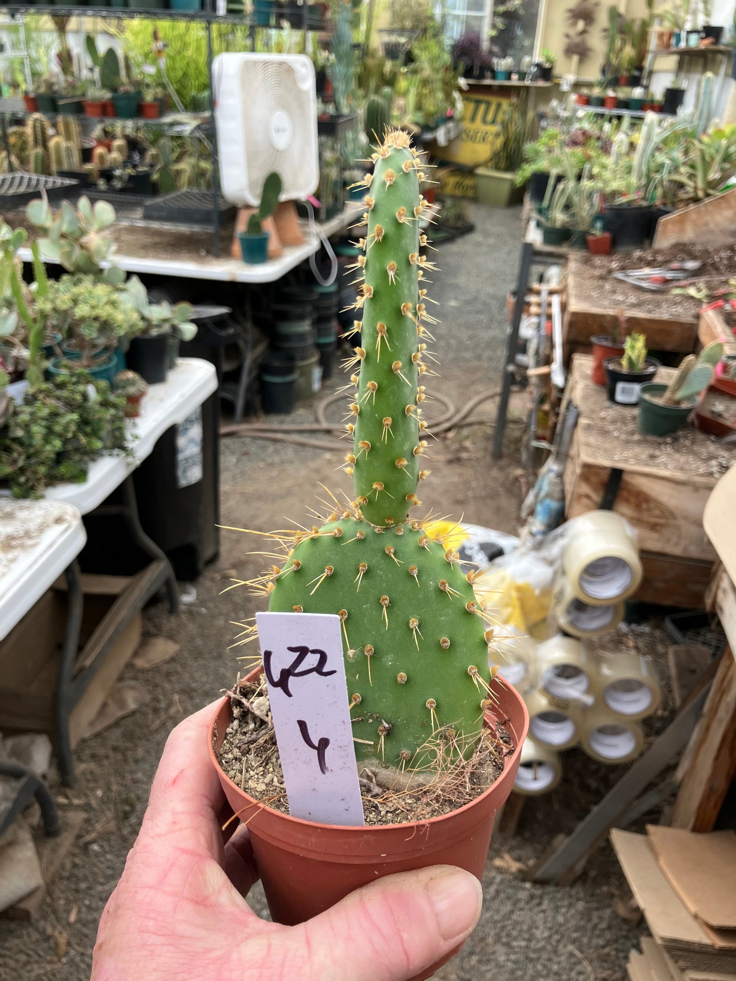Opuntia engelmannii "Texas Prickly Pear" 6"Tall #622W