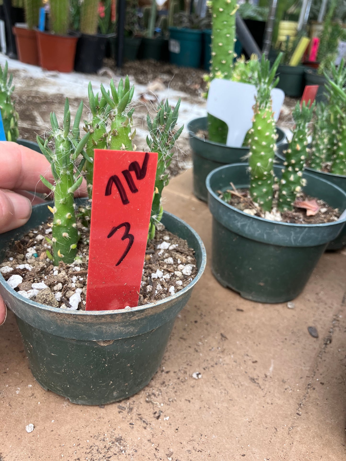 Austrocylindropuntia Cactus Gumbi Mini Eve's Needle 3"Tall #712R