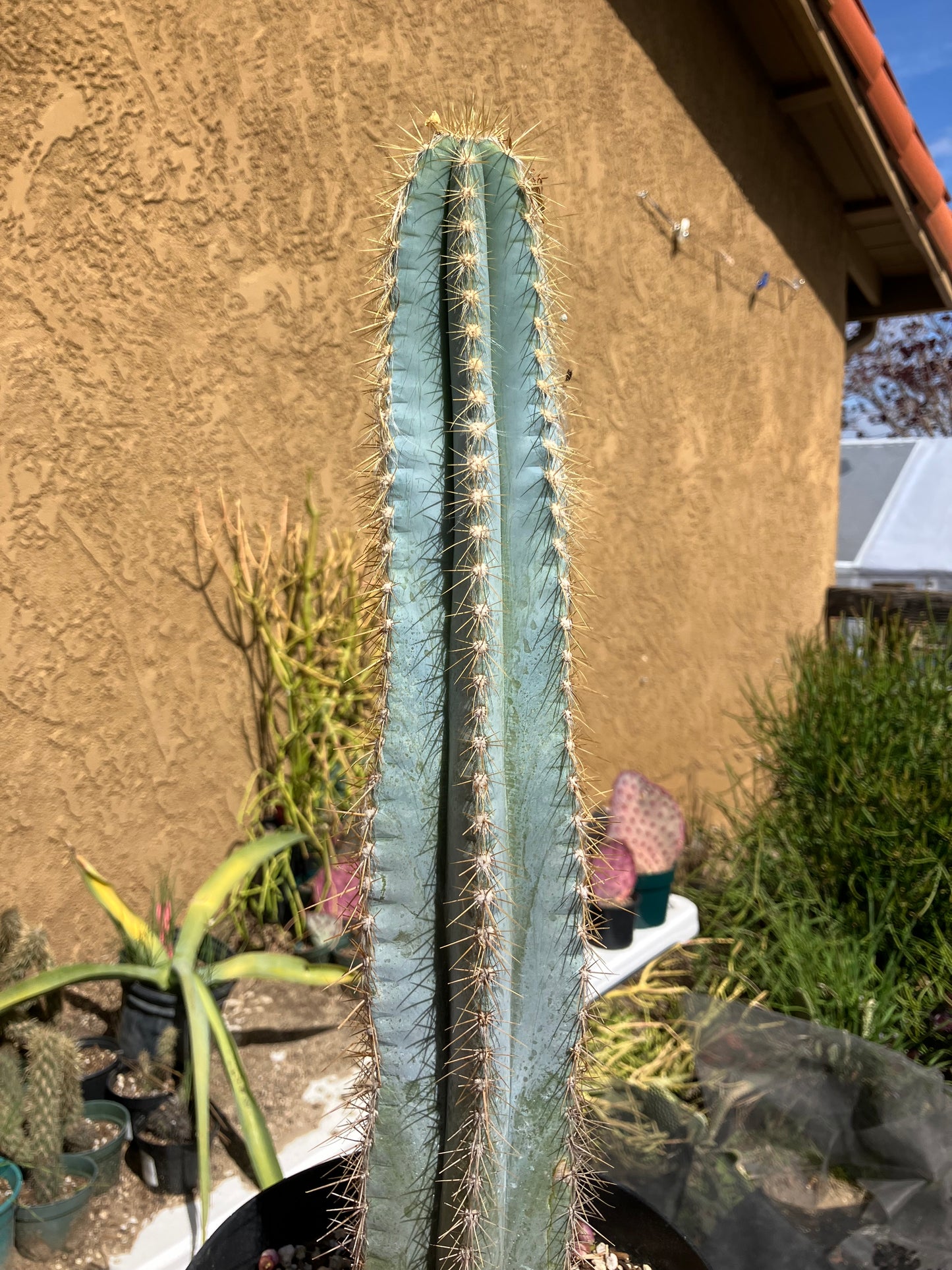 Pilosocereus Blue Azureus Cactus 17" Tall 10"Circumference #171Y