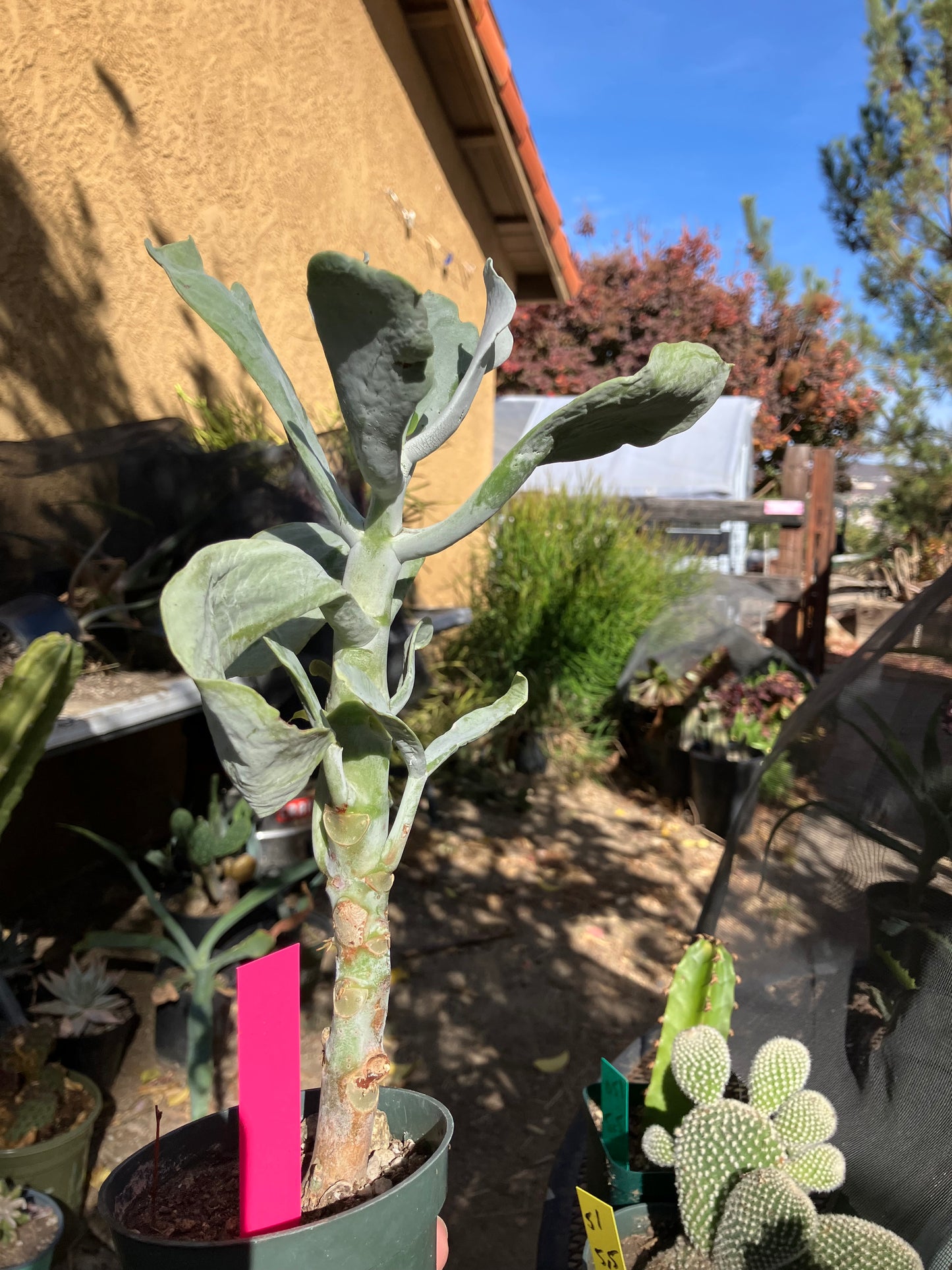 Cotyledon Silver Waves Succulent 11"Tall #112P