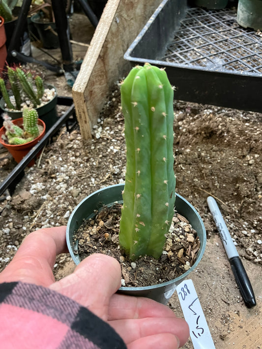 San Pedro Cactus - Trichocereus pachanoi 5"Tall #288W