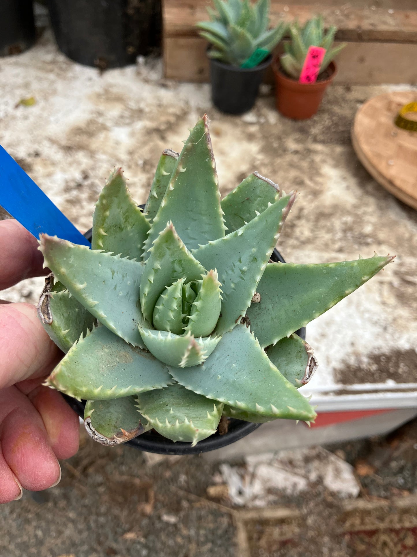 Aloe Brevifolia Short Leaf Aloe Succulent 5" Wide #18B