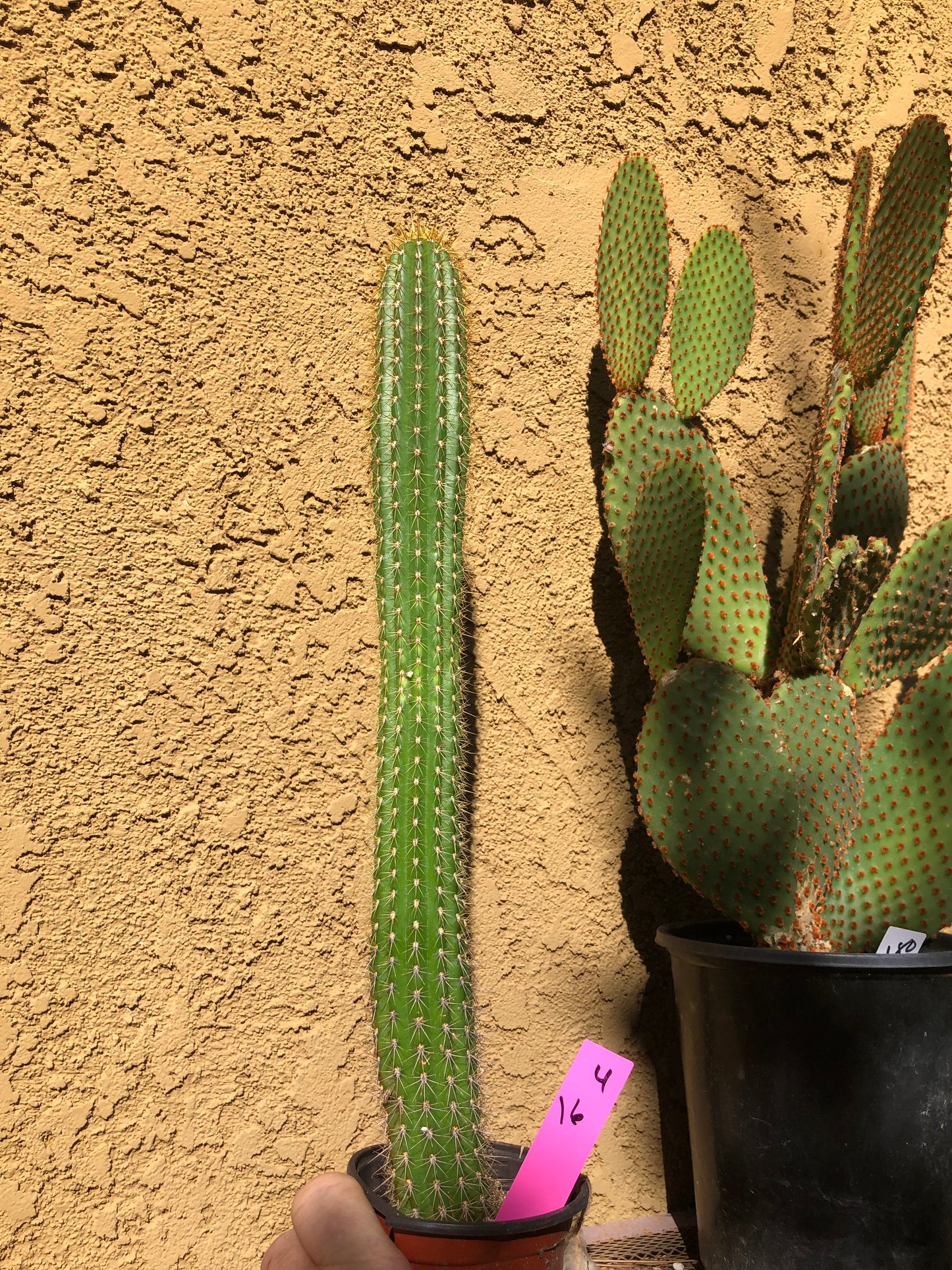 Golden Torch Cactus - Trichocereus spachianus 16" Tall #4P