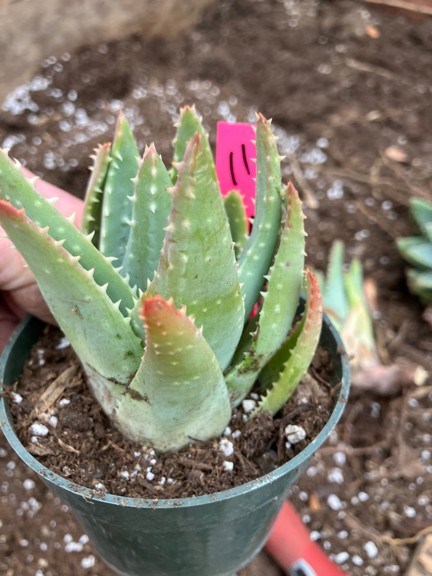 Aloe Brevifolia Short Leaf Aloe Succulent 3.5"W 3.5"Tall #11P