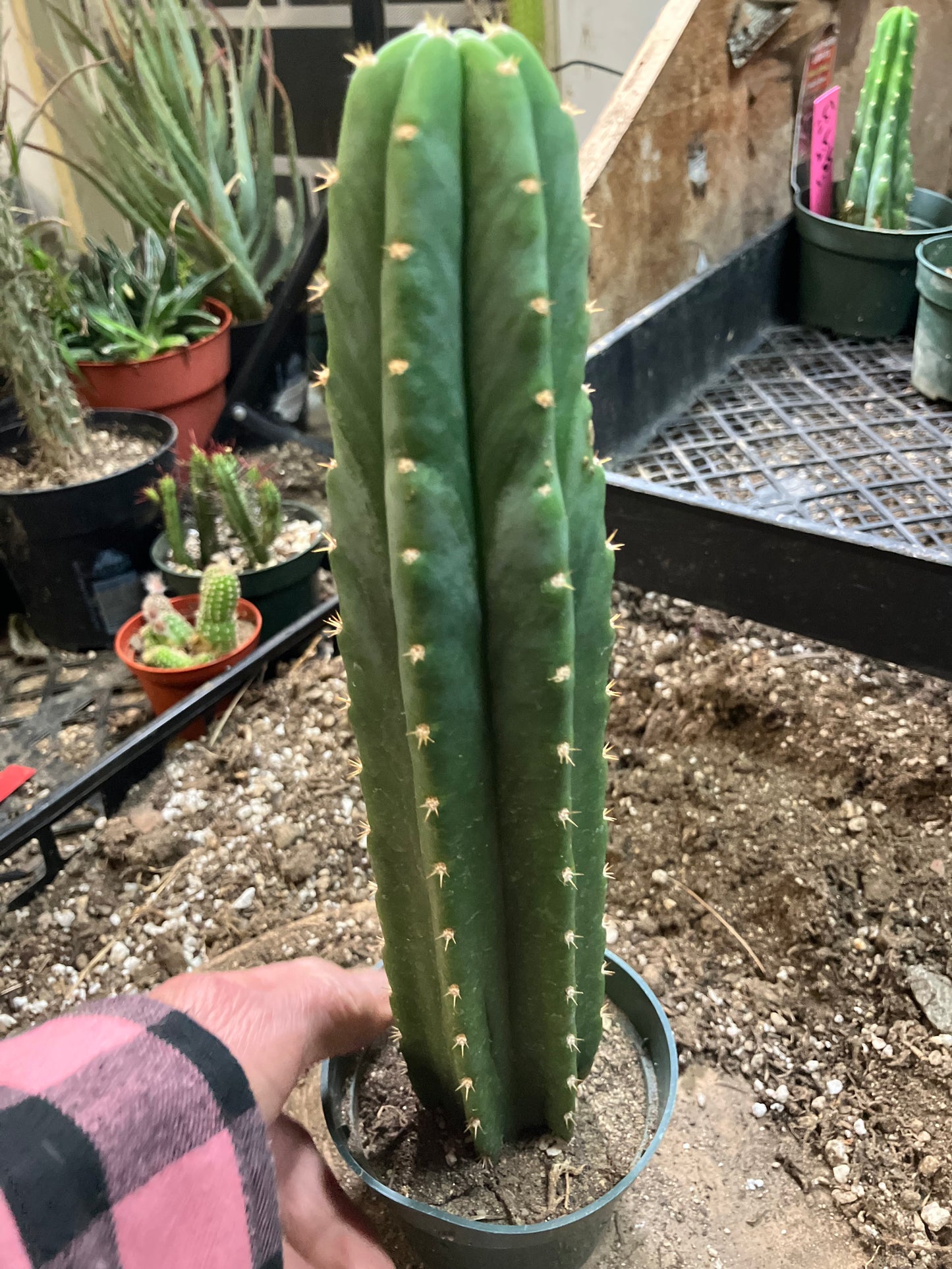 San Pedro Cactus - Trichocereus pachanoi 11"Tall #81W