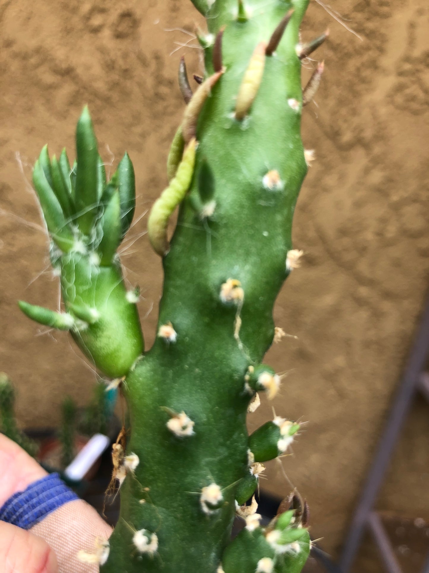 Austrocylindropuntia Cactus Gumbi Mini Eve's Needle 6"Tall #60R