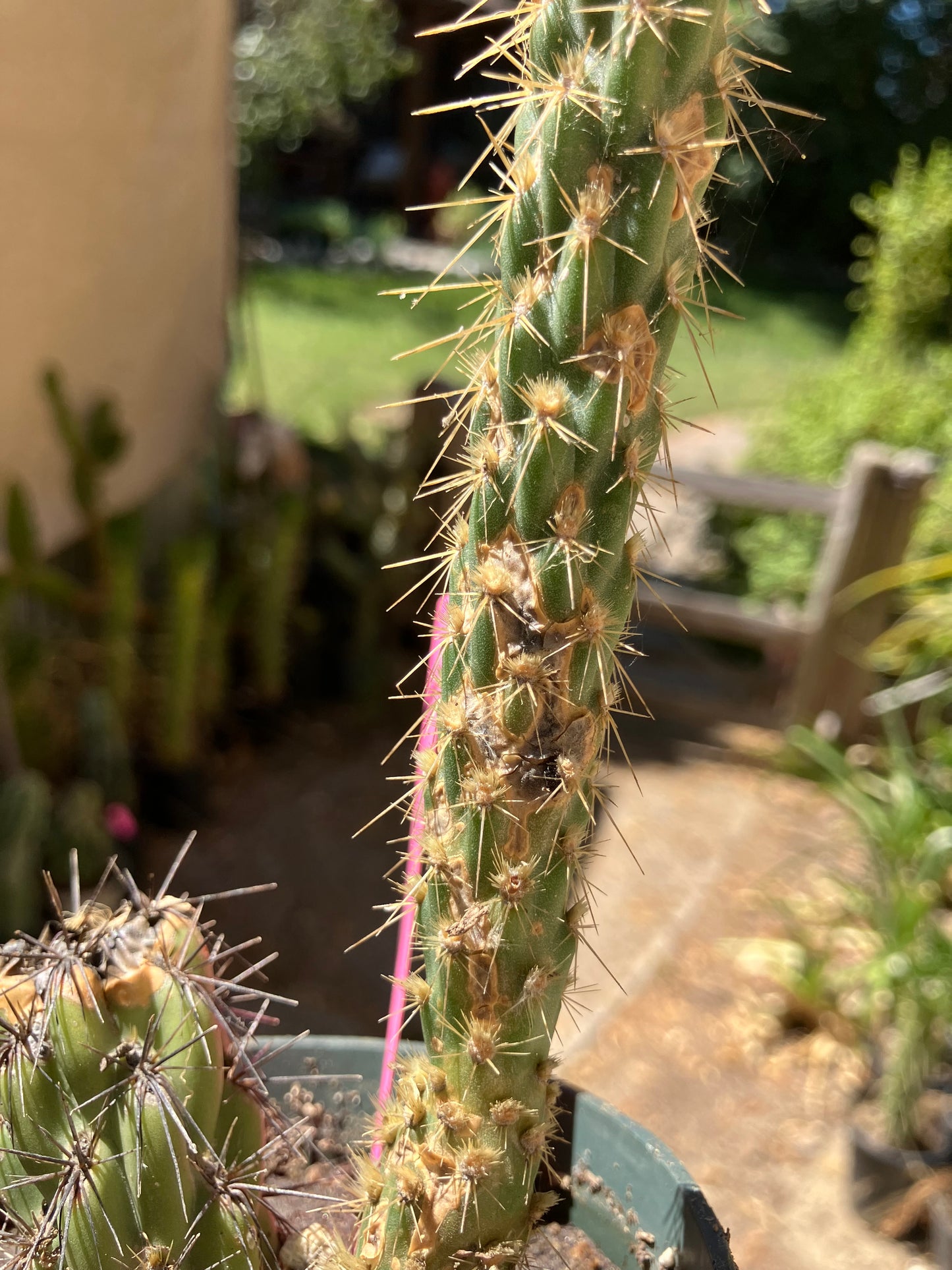 Cholla Cylindropuntia Buckhorn Cactus 7”Tall #2P