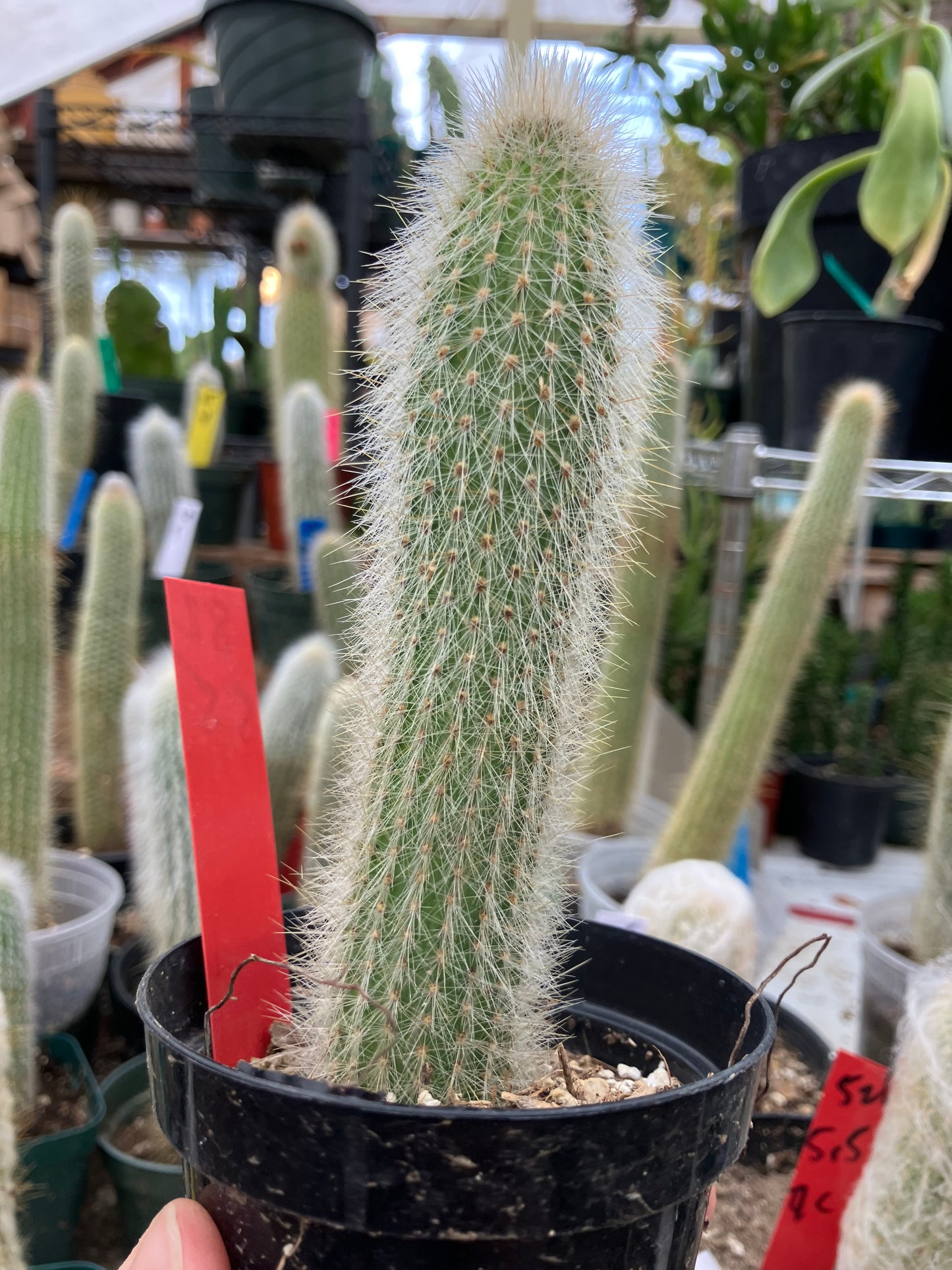 Cleistocactus tupizensis Silver Pole/Torch Cactus 5.5”Tall #82R