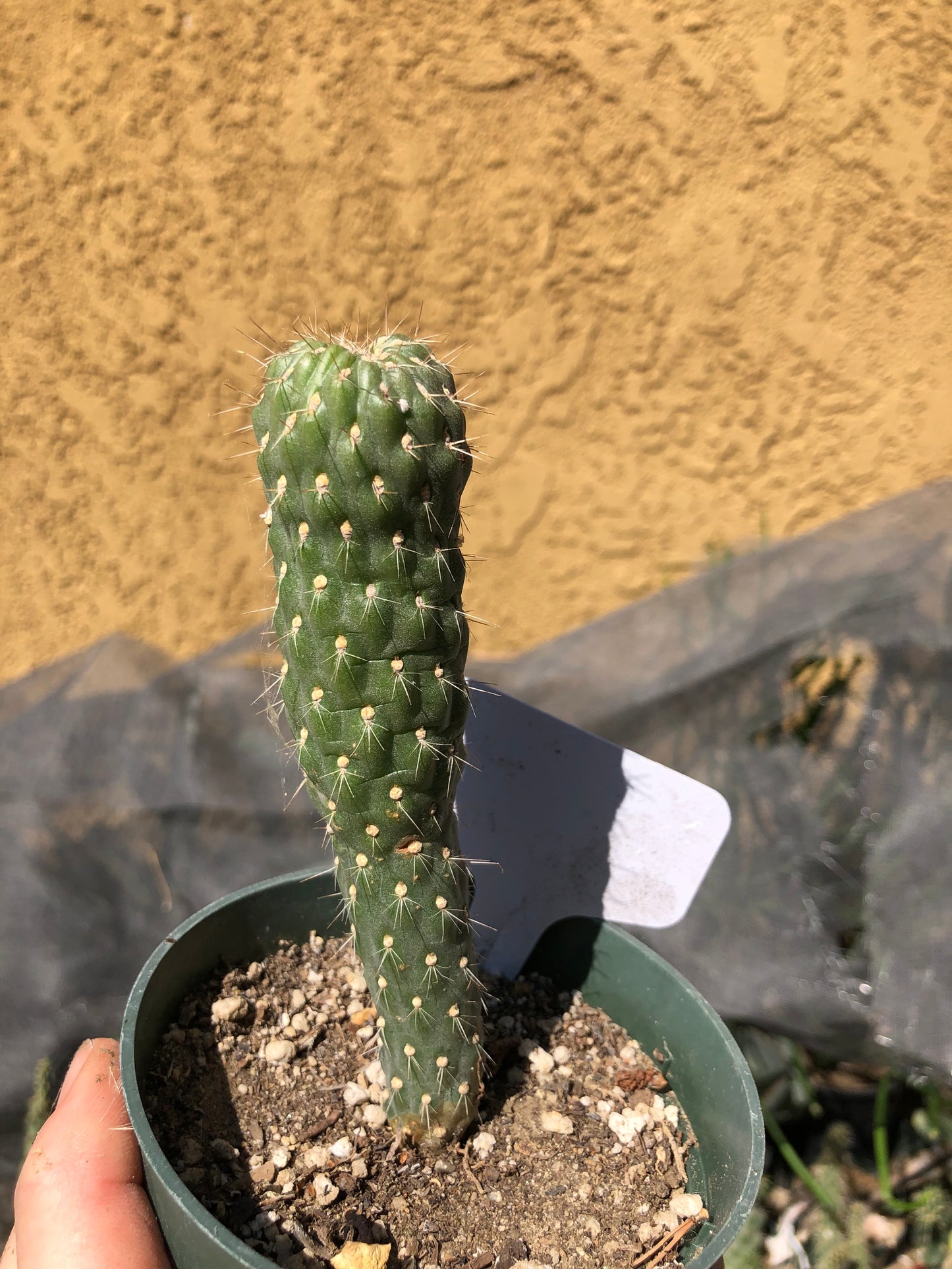 Cylindropuntia fulgida Cholla Boxing Glove Cactus Crest 5"Tall #1W
