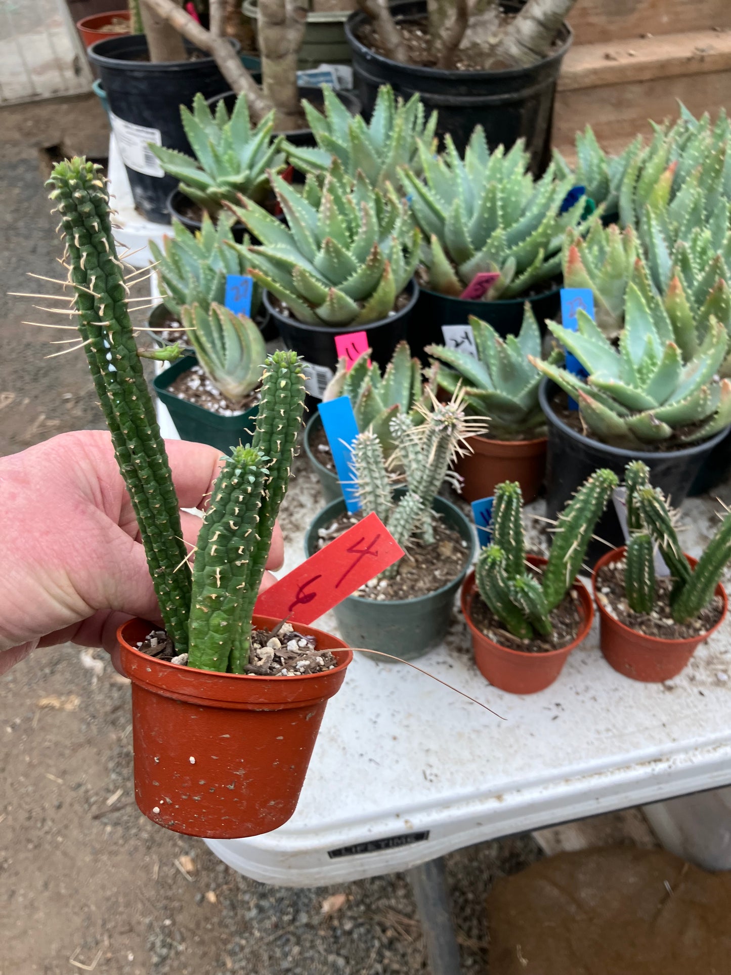 Euphorbia mammillaria GREEN Corn Cob 6"Tall #4R