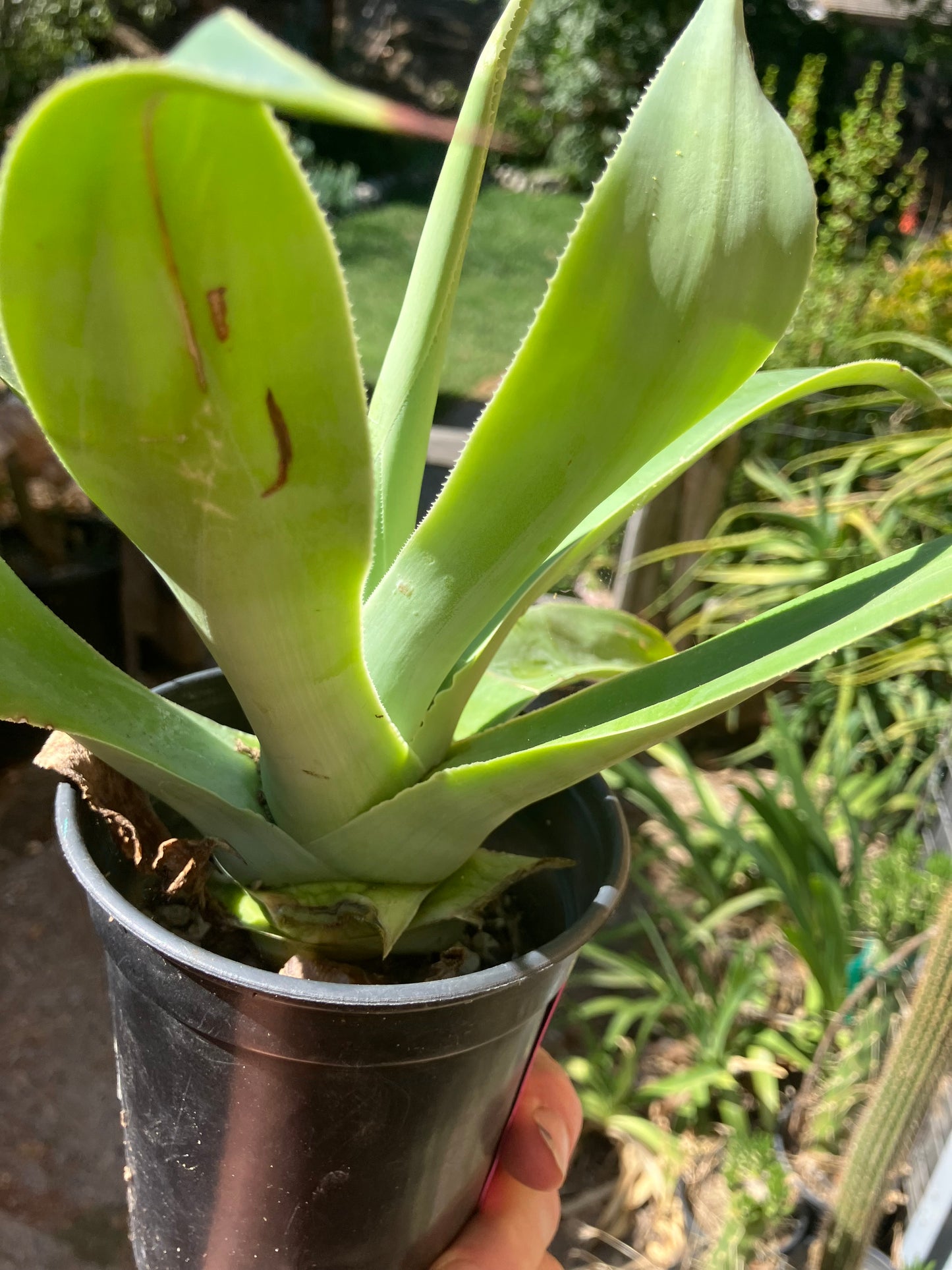 Agave attenuata Foxtail Agave (Fox tail) 11" Wide #111P