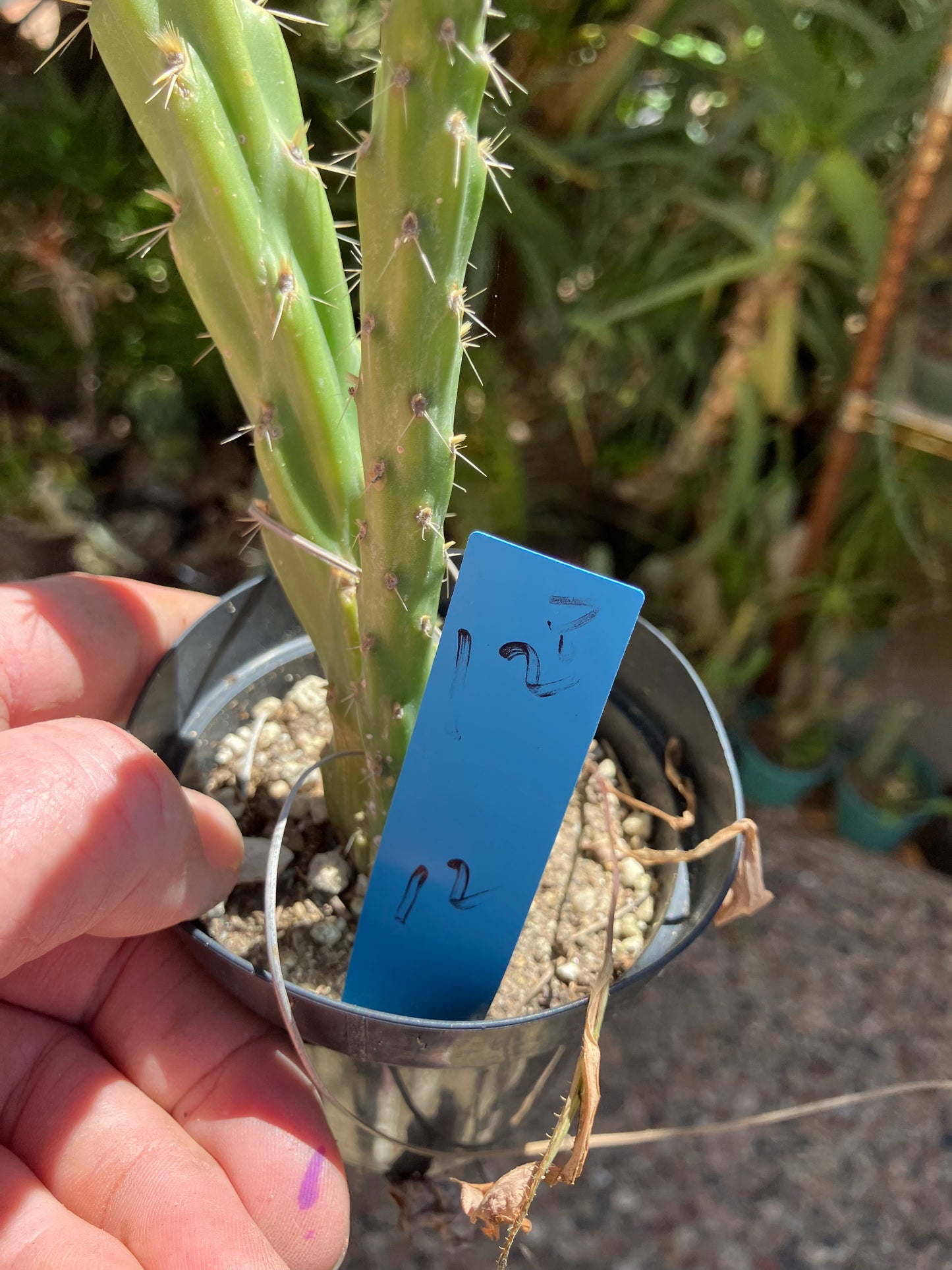 Cholla Cylindropuntia Buckhorn 12”T #12B