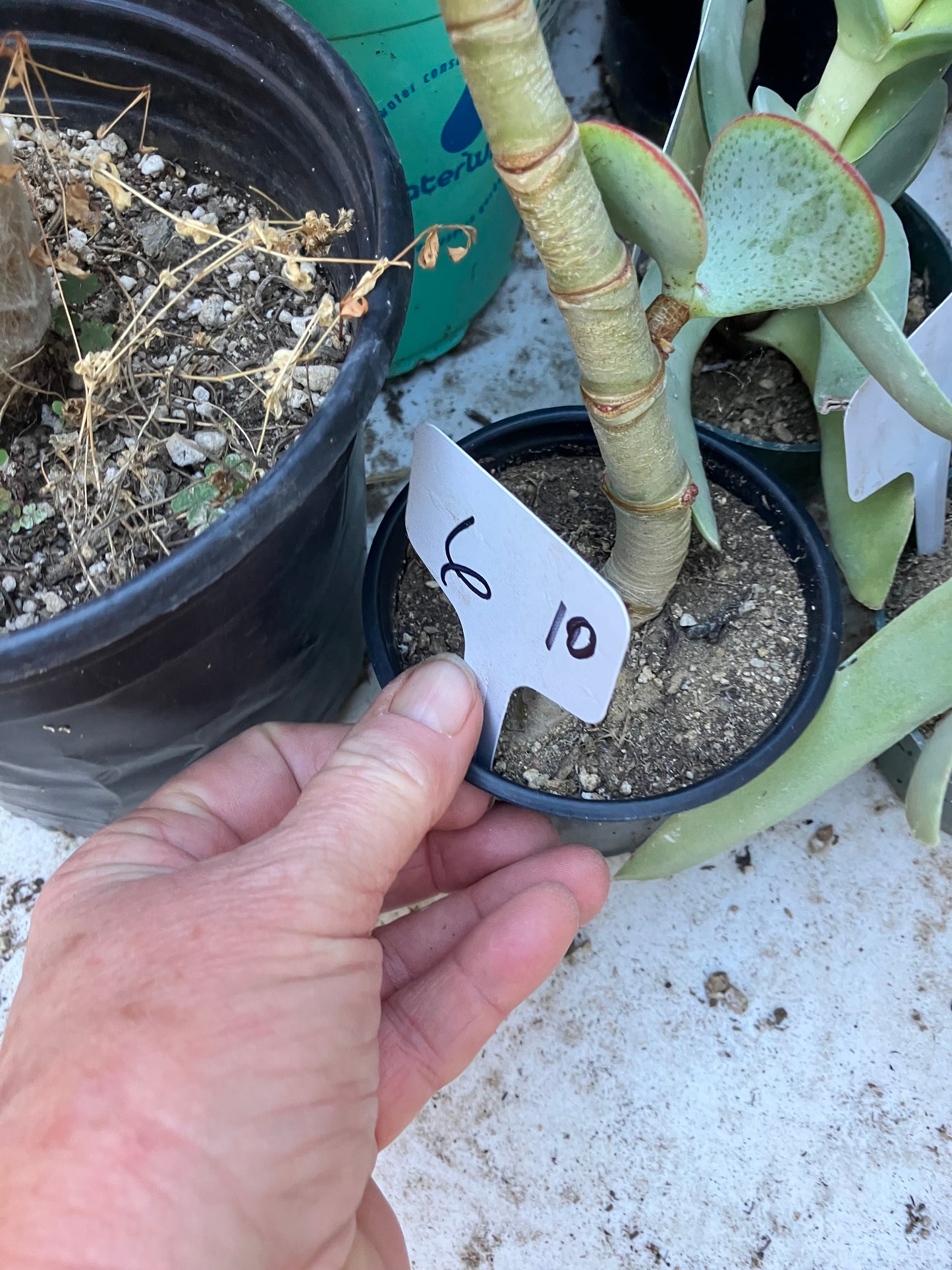 Crassula arborescens Silver Dollar 10”Tall #6W