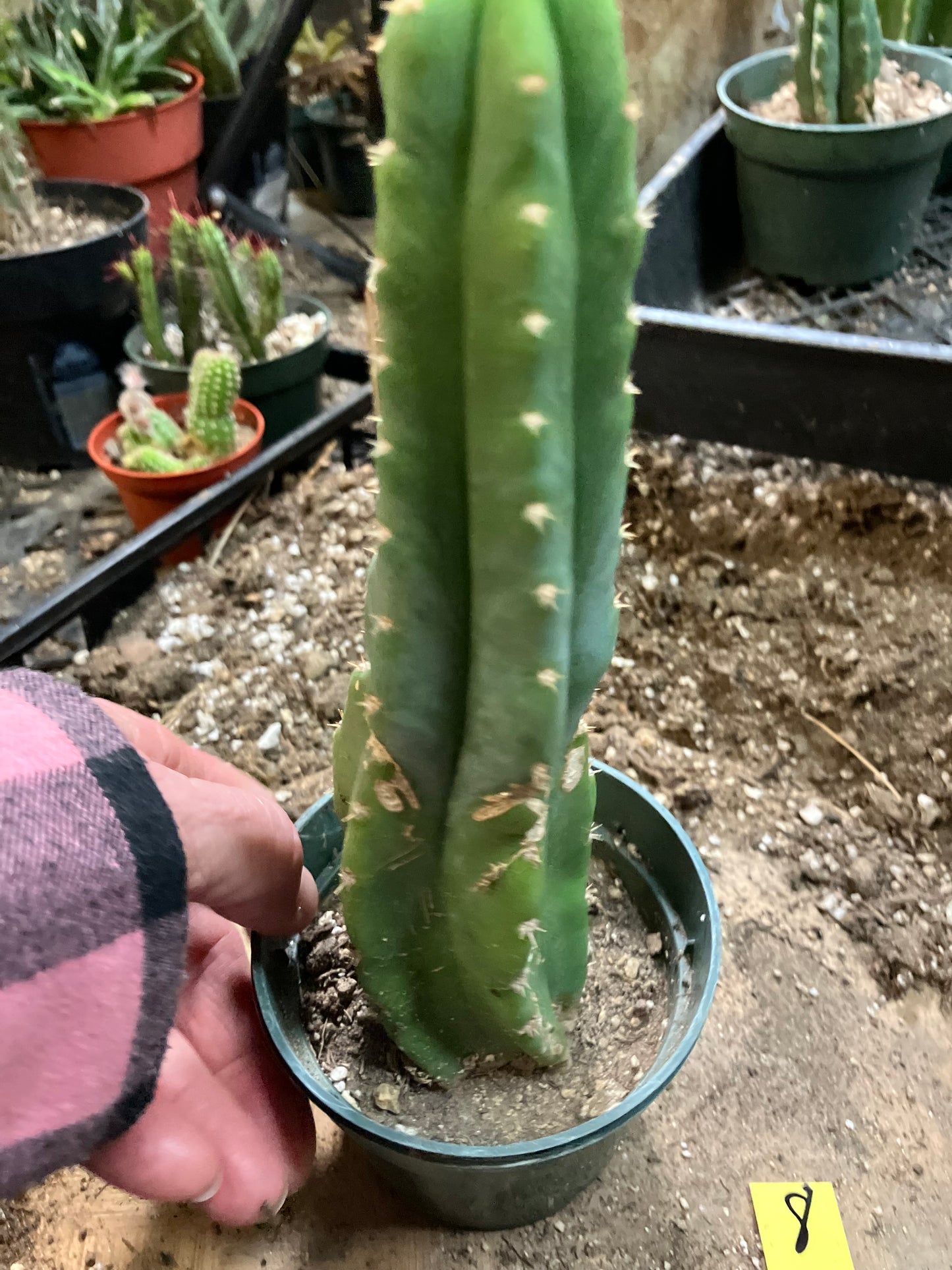 San Pedro Cactus - Trichocereus pachanoi 8" Tall #8Y