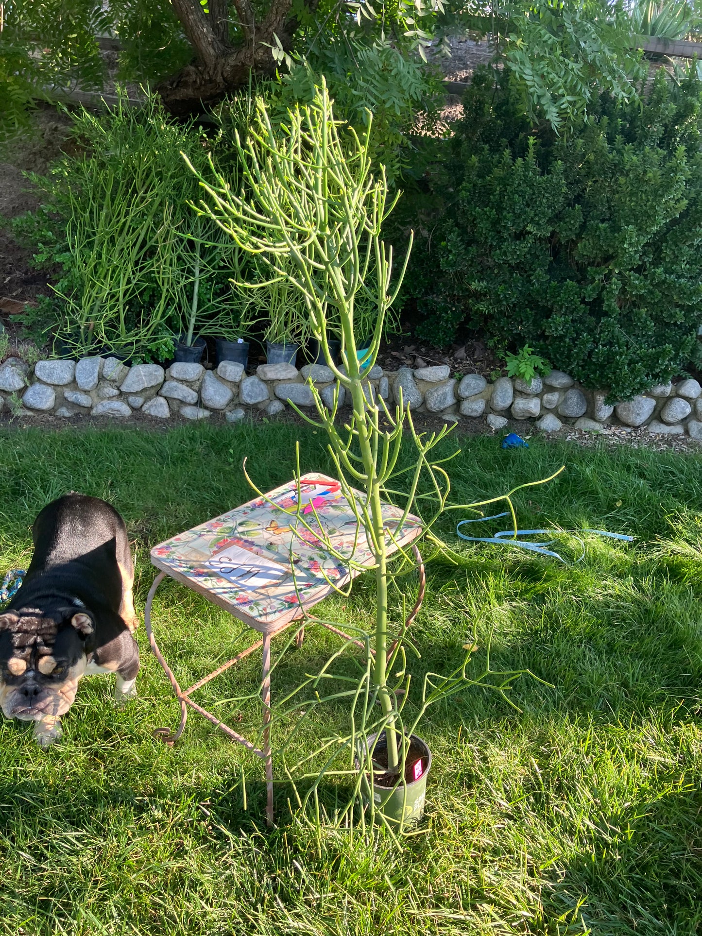 Euphorbia tirucalli Pencil Cactus/Succulent 53"Tall 20"Wide #47P