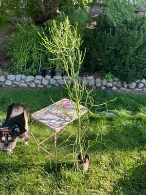 Descriptive image text