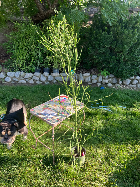 Euphorbia tirucalli Pencil Cactus/Succulent 53"Tall 20"Wide #47P