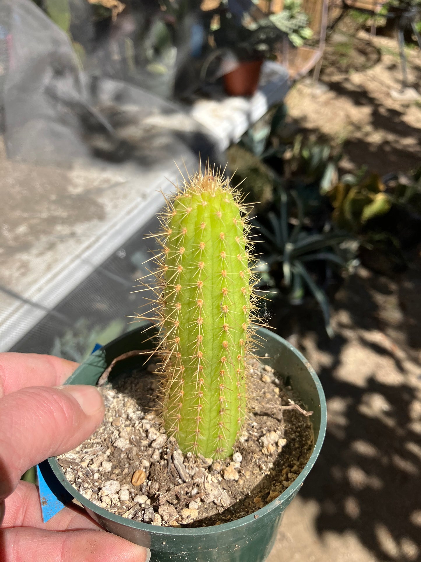 Vatricania ~ guentheri 4" Tall Beautiful Columnar Cactus #9B