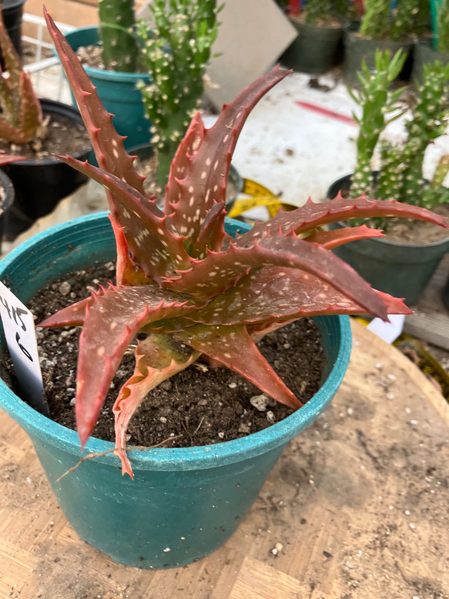Aloe Hybrid Night Sky Reddens with Extreme temps 6"Wide This Exact Plant #415W