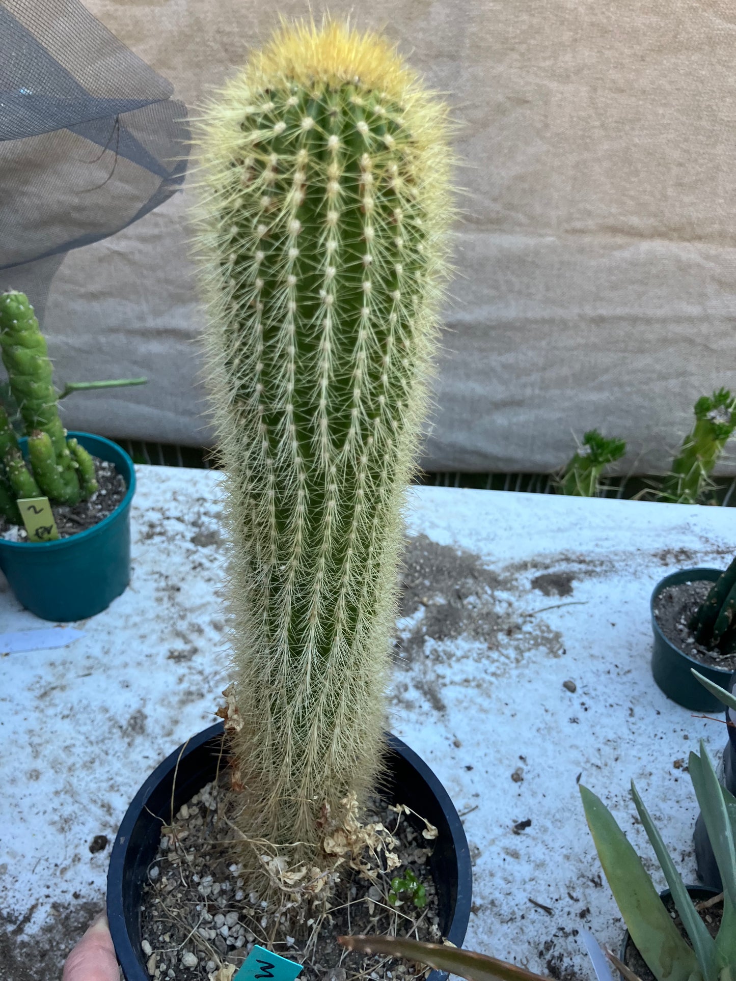 Weberbauerocereus winterianus Golden Fast Growing Columnar 15"Tall 8" circ. #3G