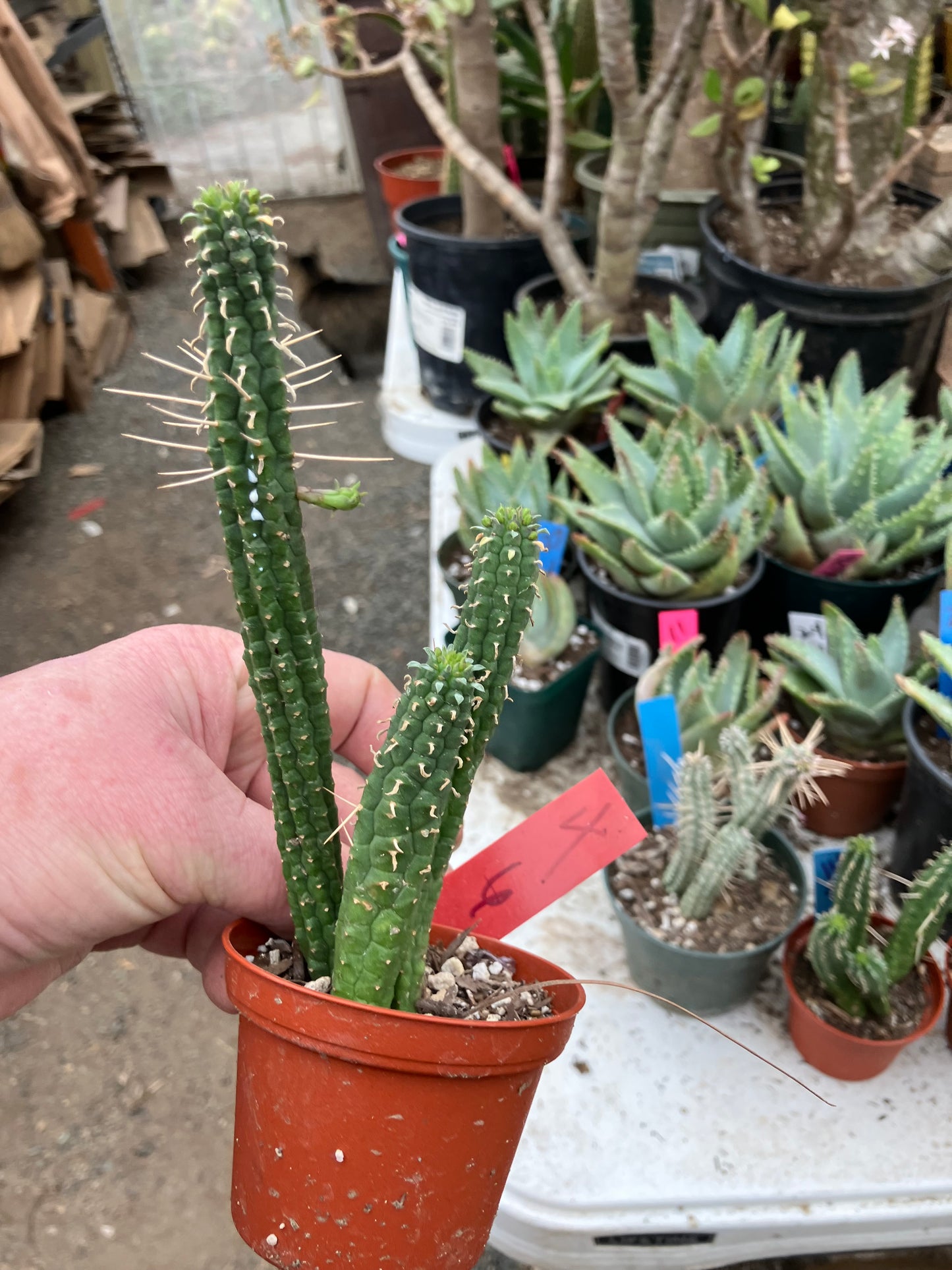 Euphorbia mammillaria GREEN Corn Cob 6"Tall #4R