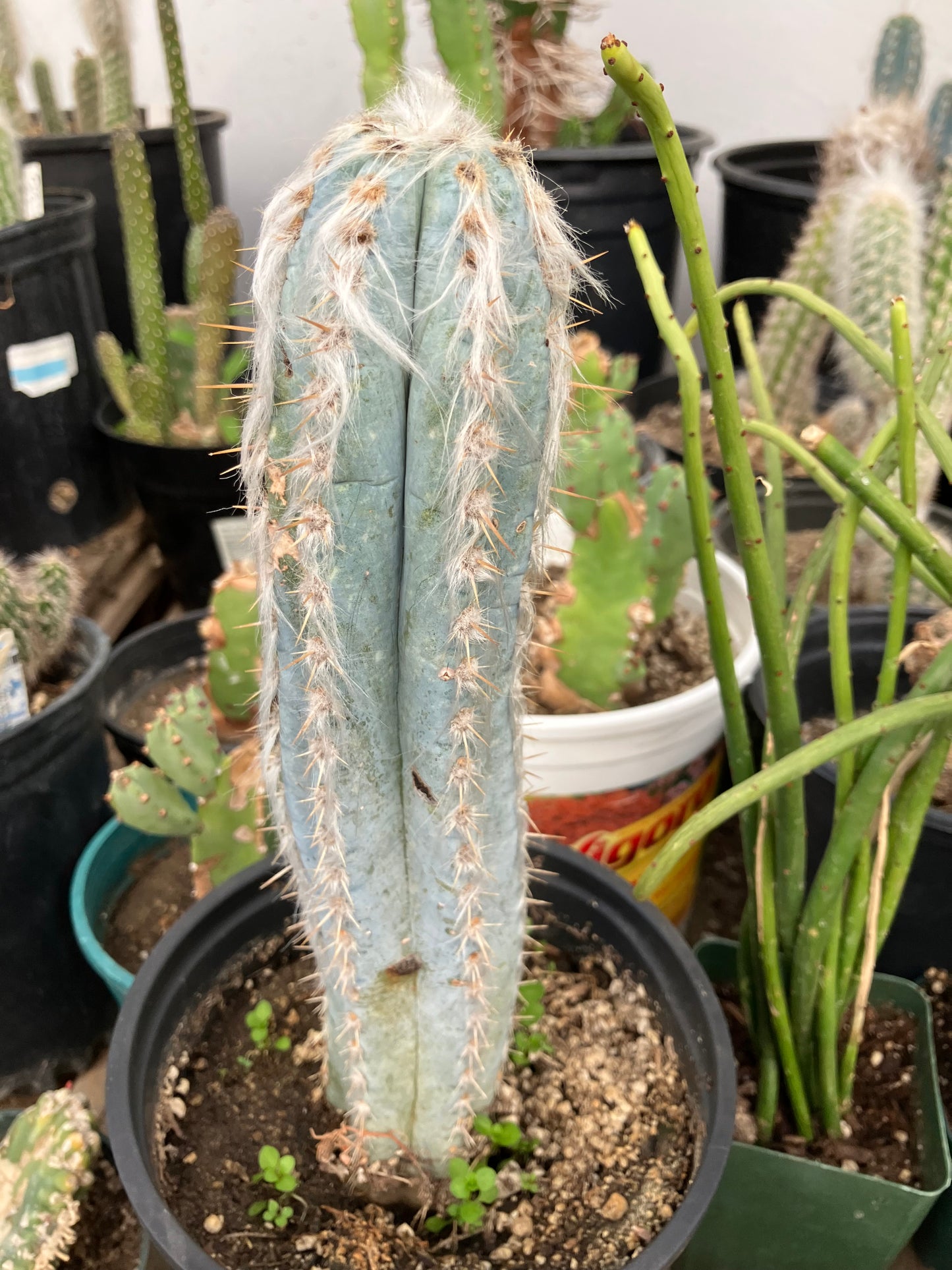 Pilosocereus Pachycladus Cactus 10" Tall 8.5"Circumference