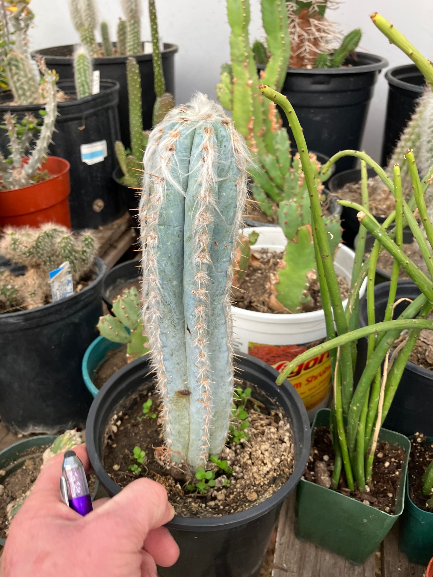 Pilosocereus Pachycladus Cactus 10" Tall 8.5"Circumference