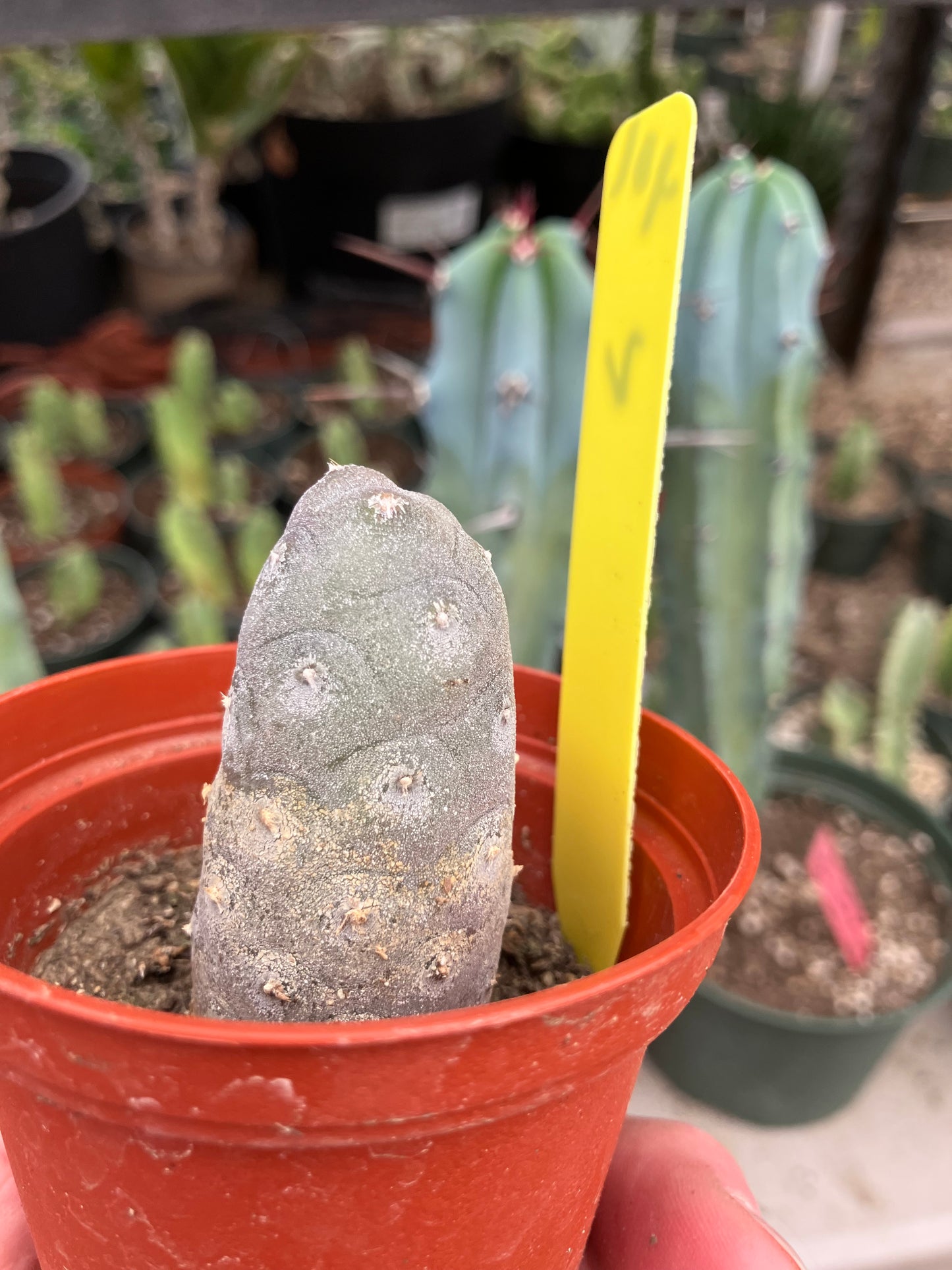Pine Cone Cactus Tephrocactus~ articulatus var. diadematus Pinecone 2”Tall #401Y