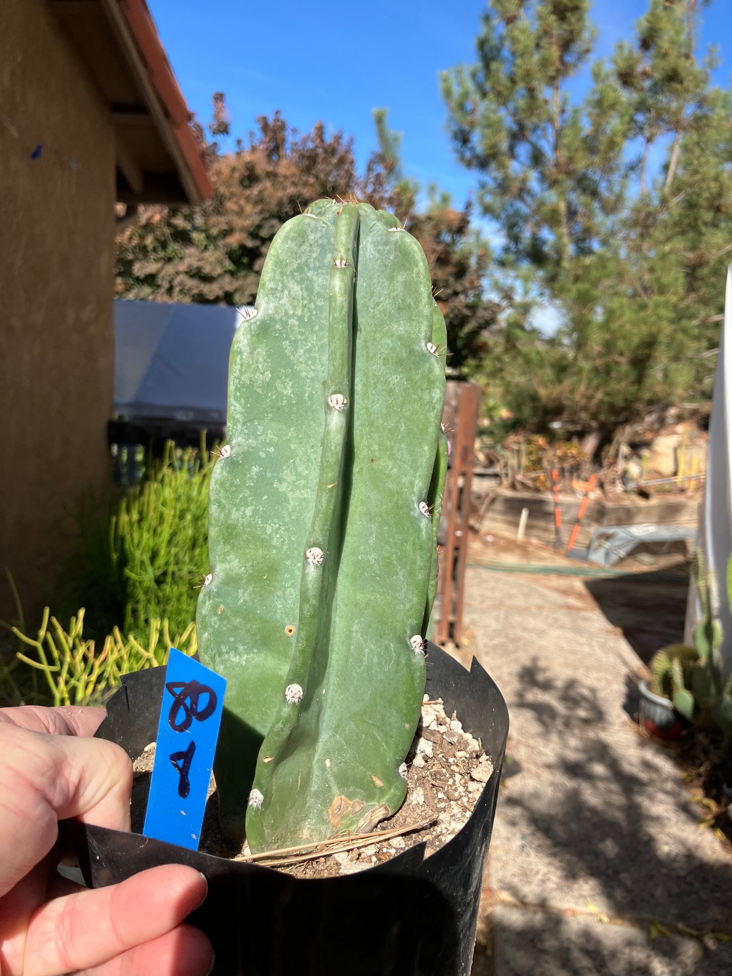Cereus Peruvianus Night Blooming 8”Tall #80B
