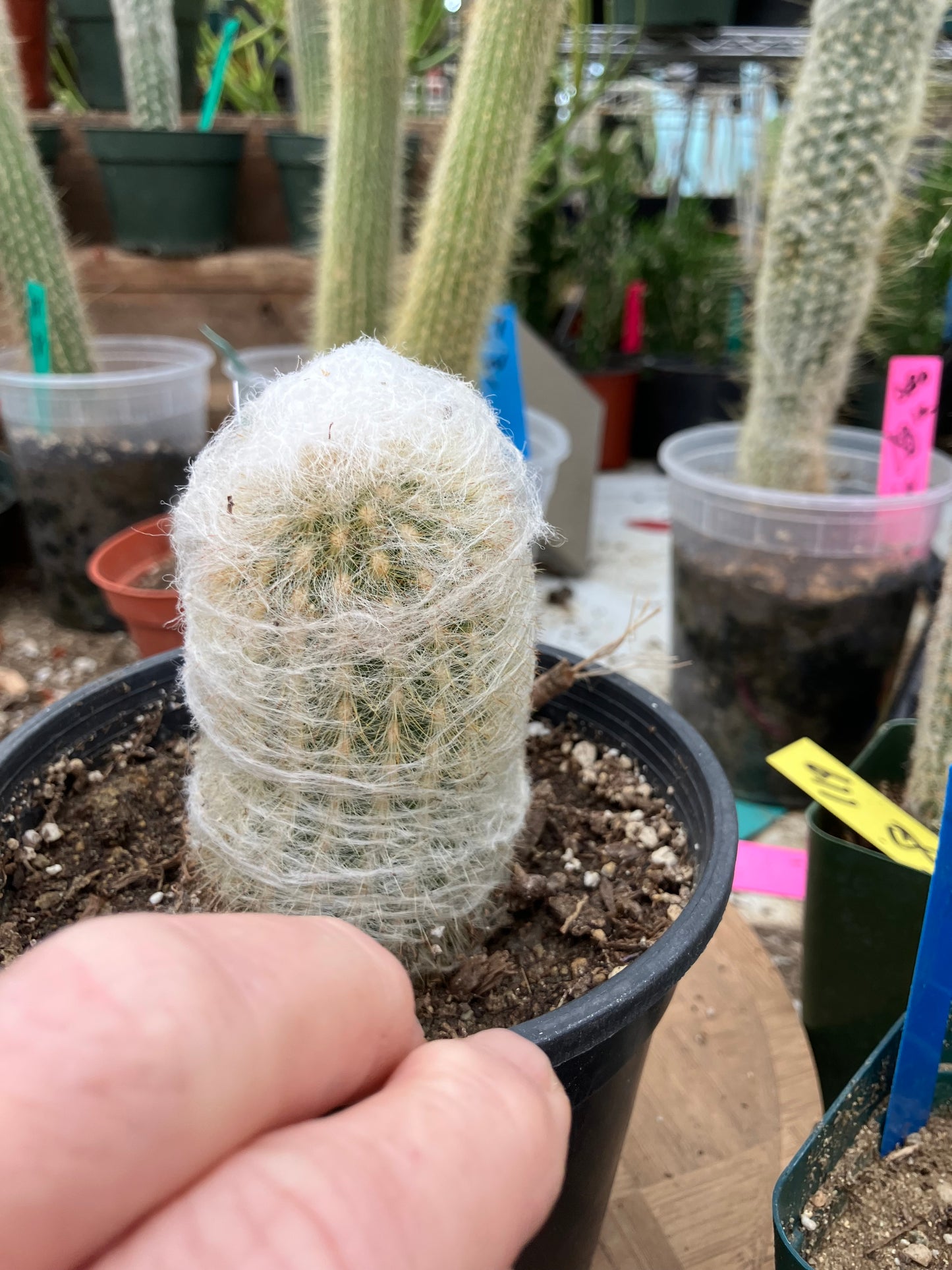 Espostoa lanata Old Man of the Mountain 3.5"Tall 6"Circumference #125W