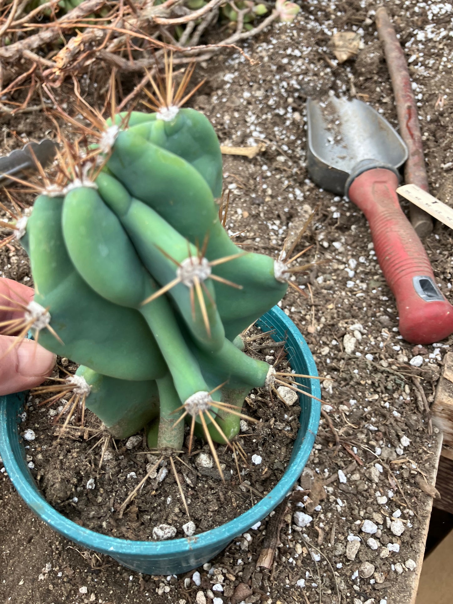 Cereus Peruvianus Monstrose Night Blooming 6"Tall #1W