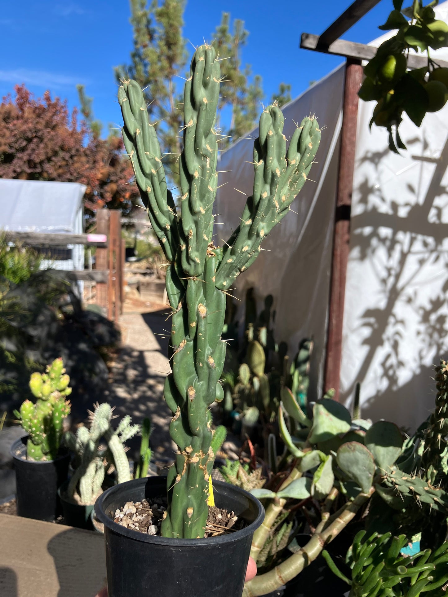 Cholla Cylindropuntia Buckhorn Cactus 11”Tall #111Y
