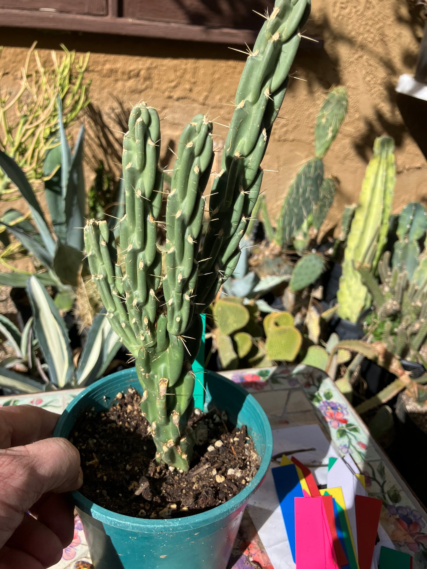 Cholla Cylindropuntia Buckhorn Cactus 11”Tall #111g
